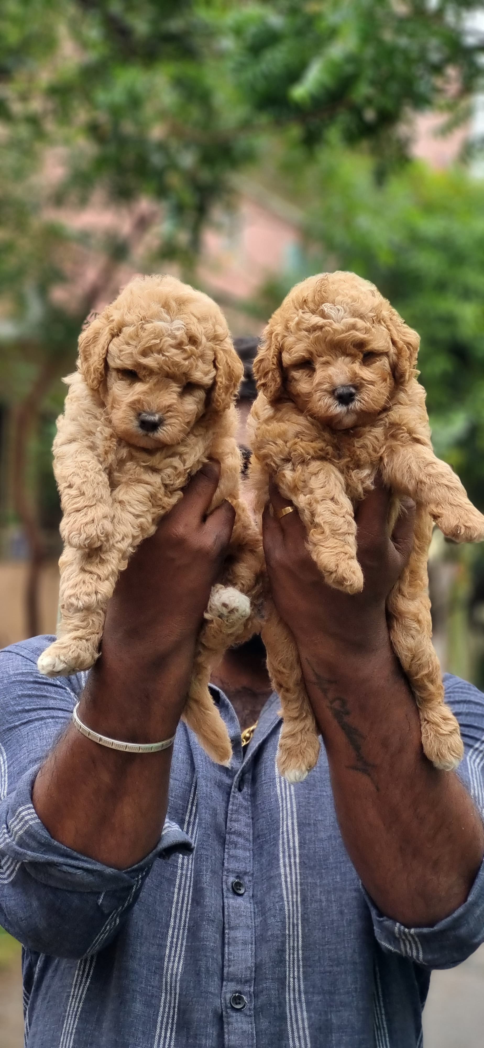 Poodle