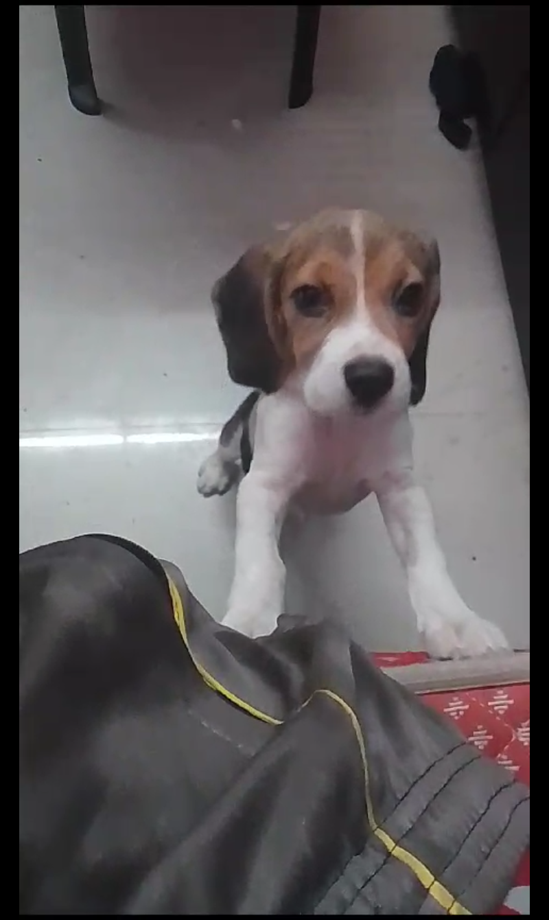 Beagle4months