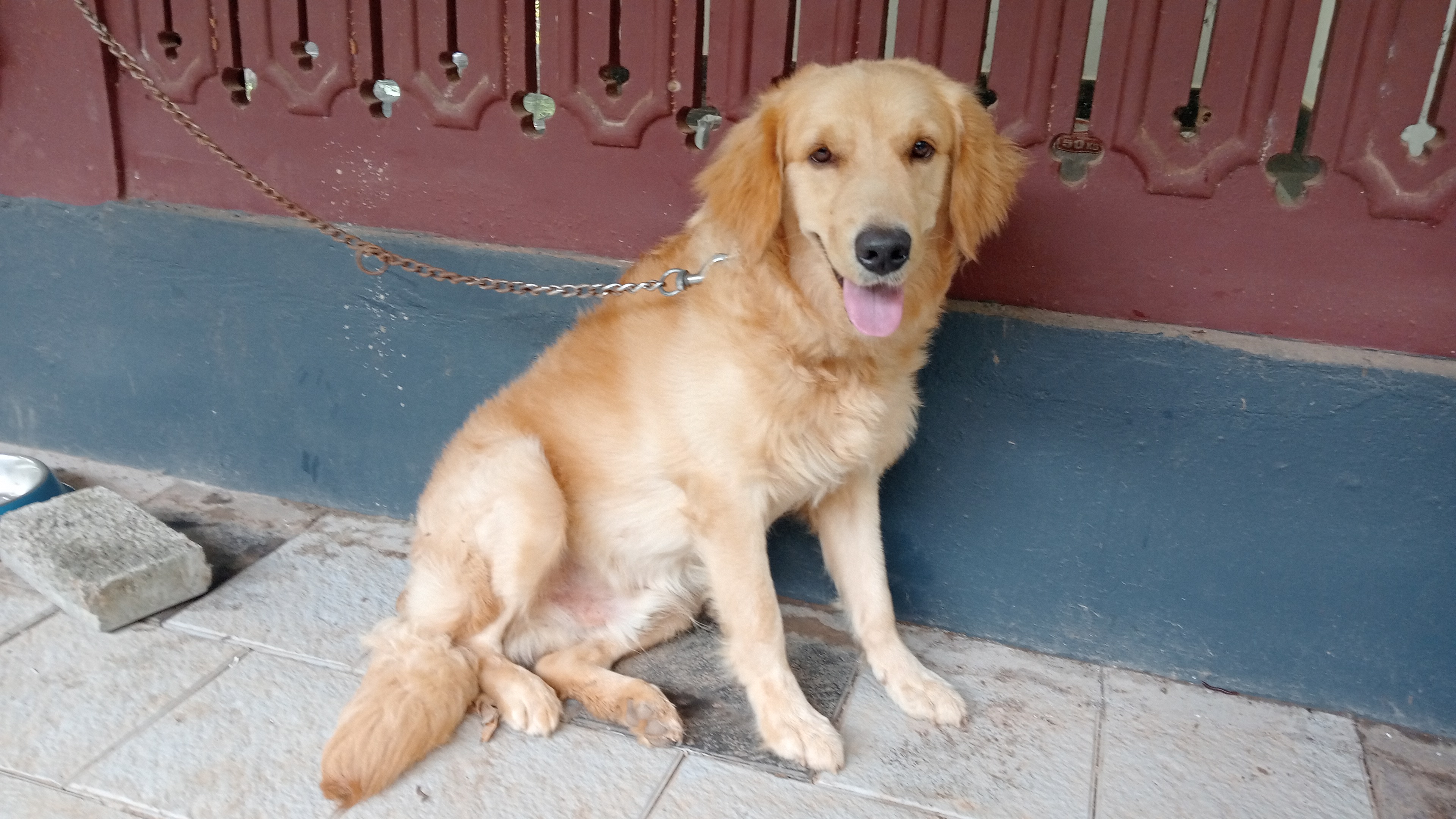 Golden retriever