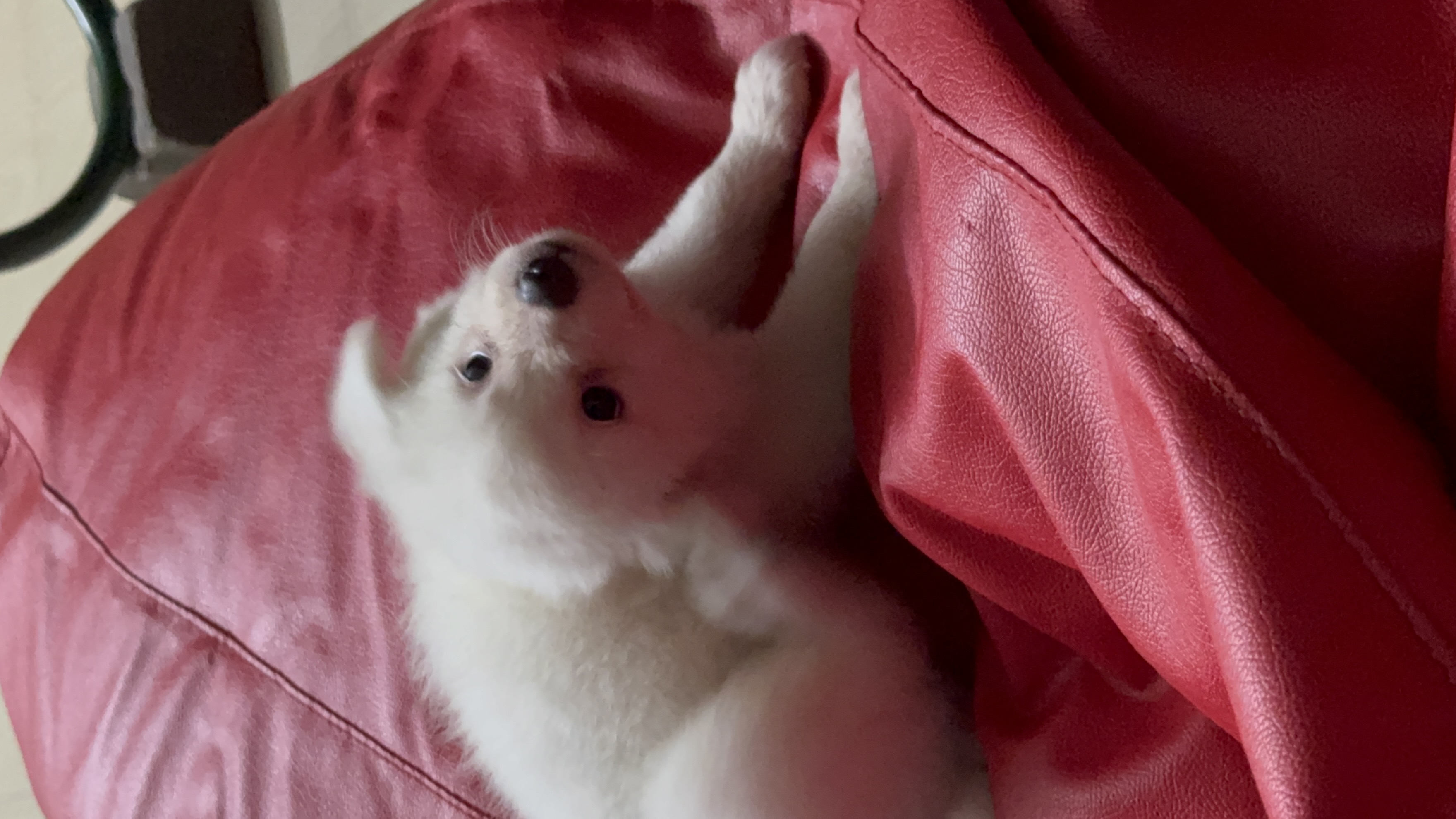 Pomeranian puppy