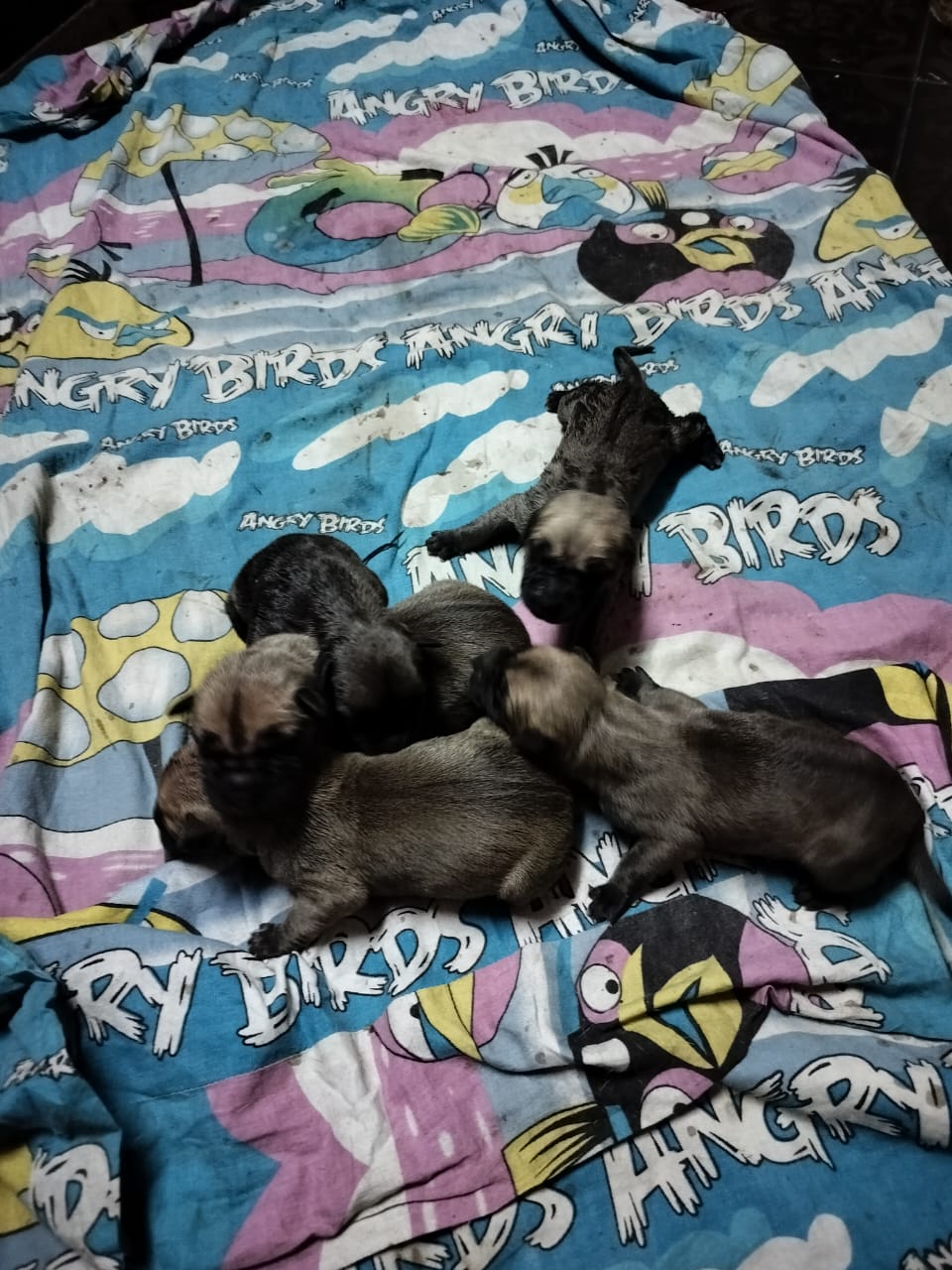Great Dane puppies