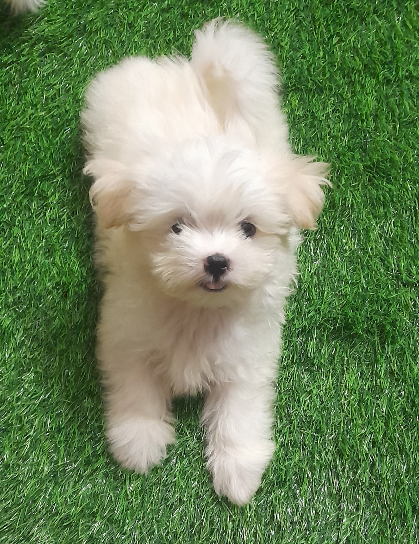 Maltese