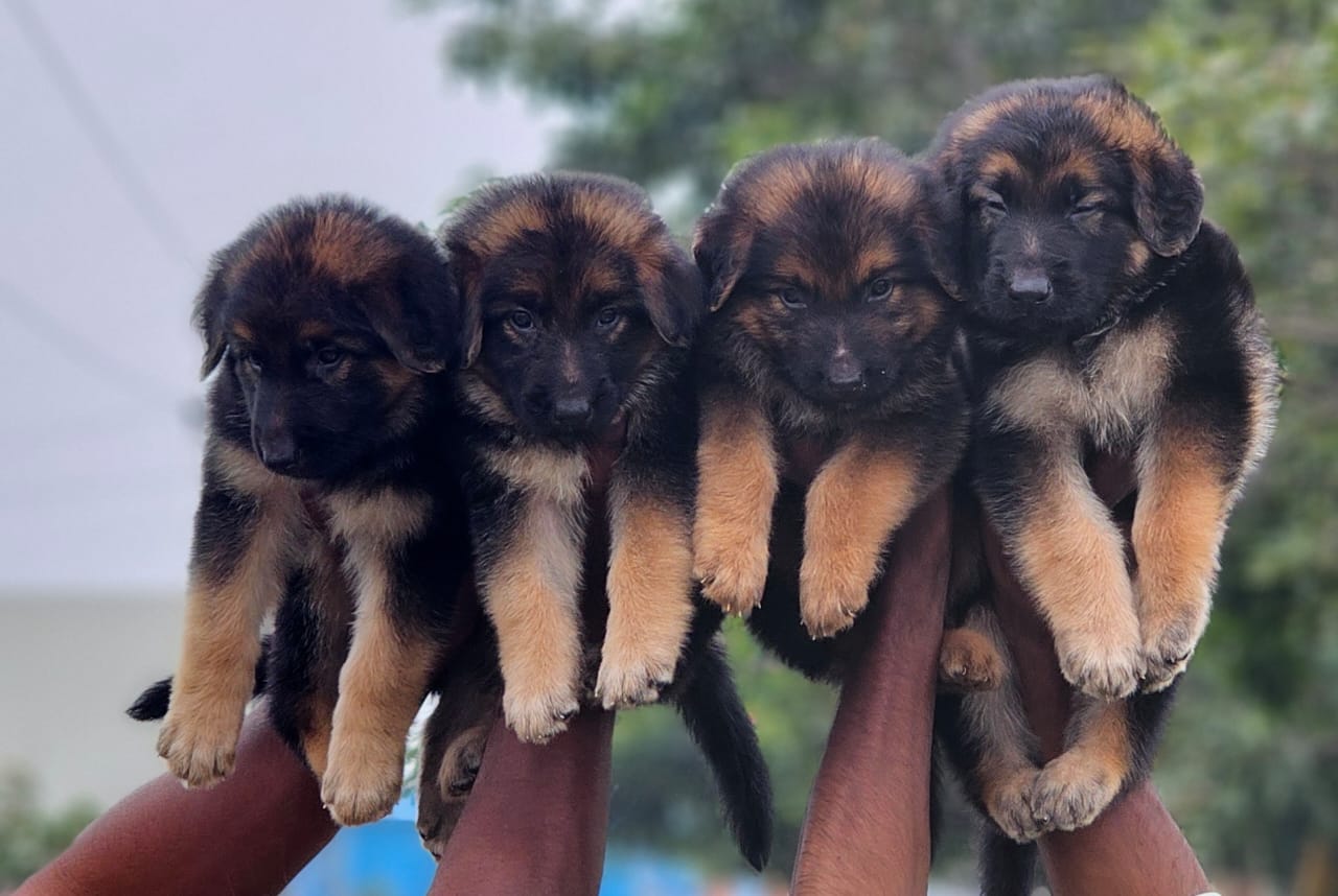 German shepherd