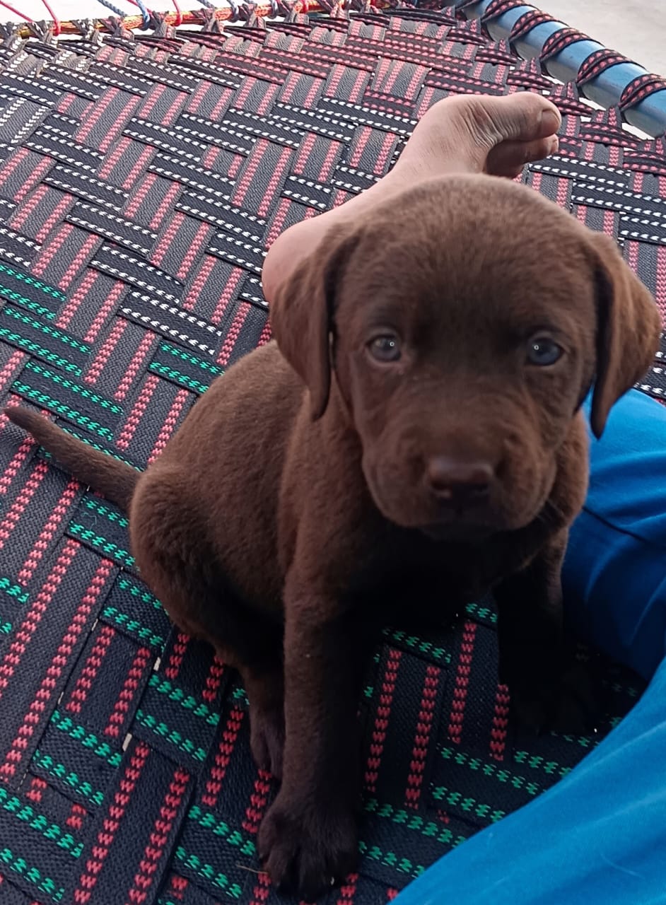 Labrador female