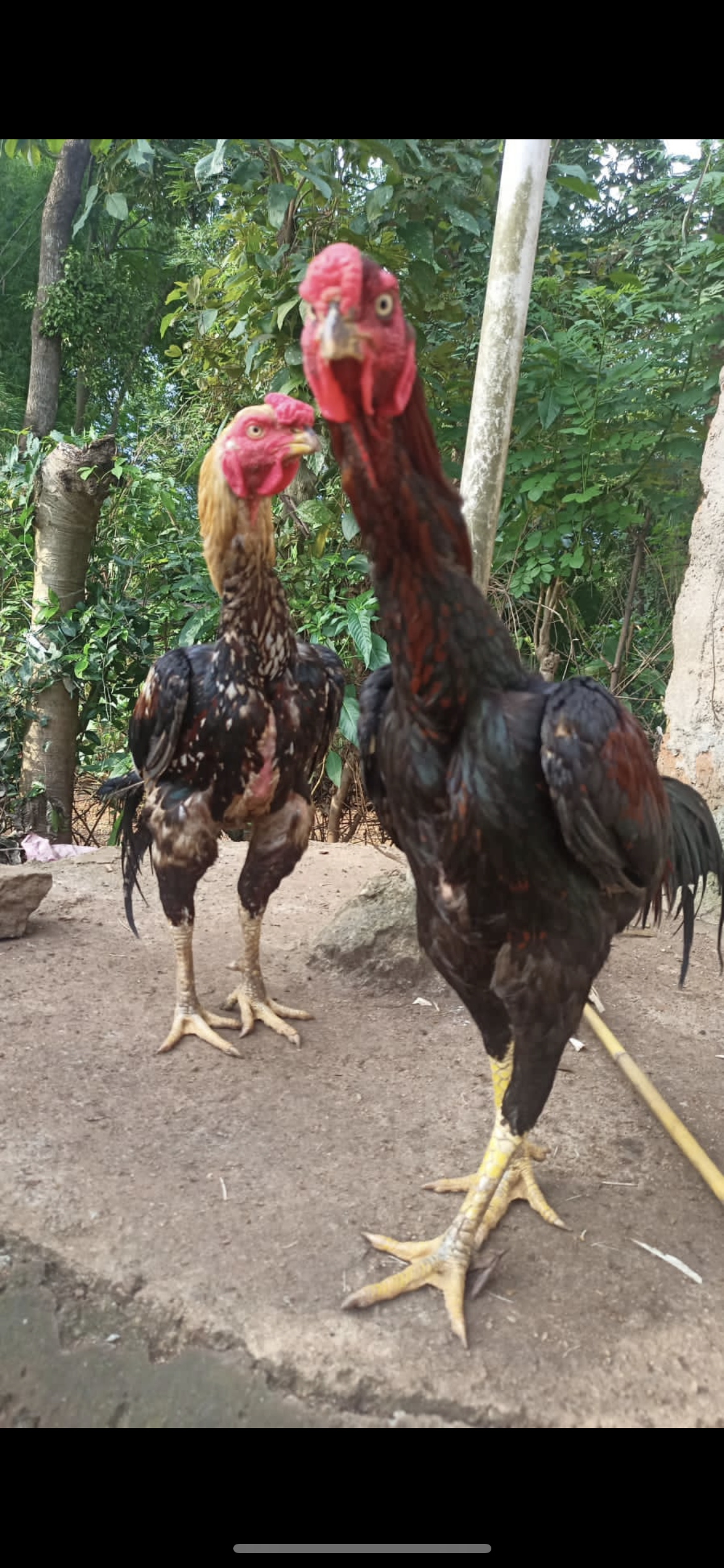 Aseel chicken