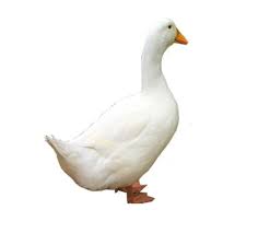 Vigova Duck for Sale
