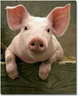 Pig for sale