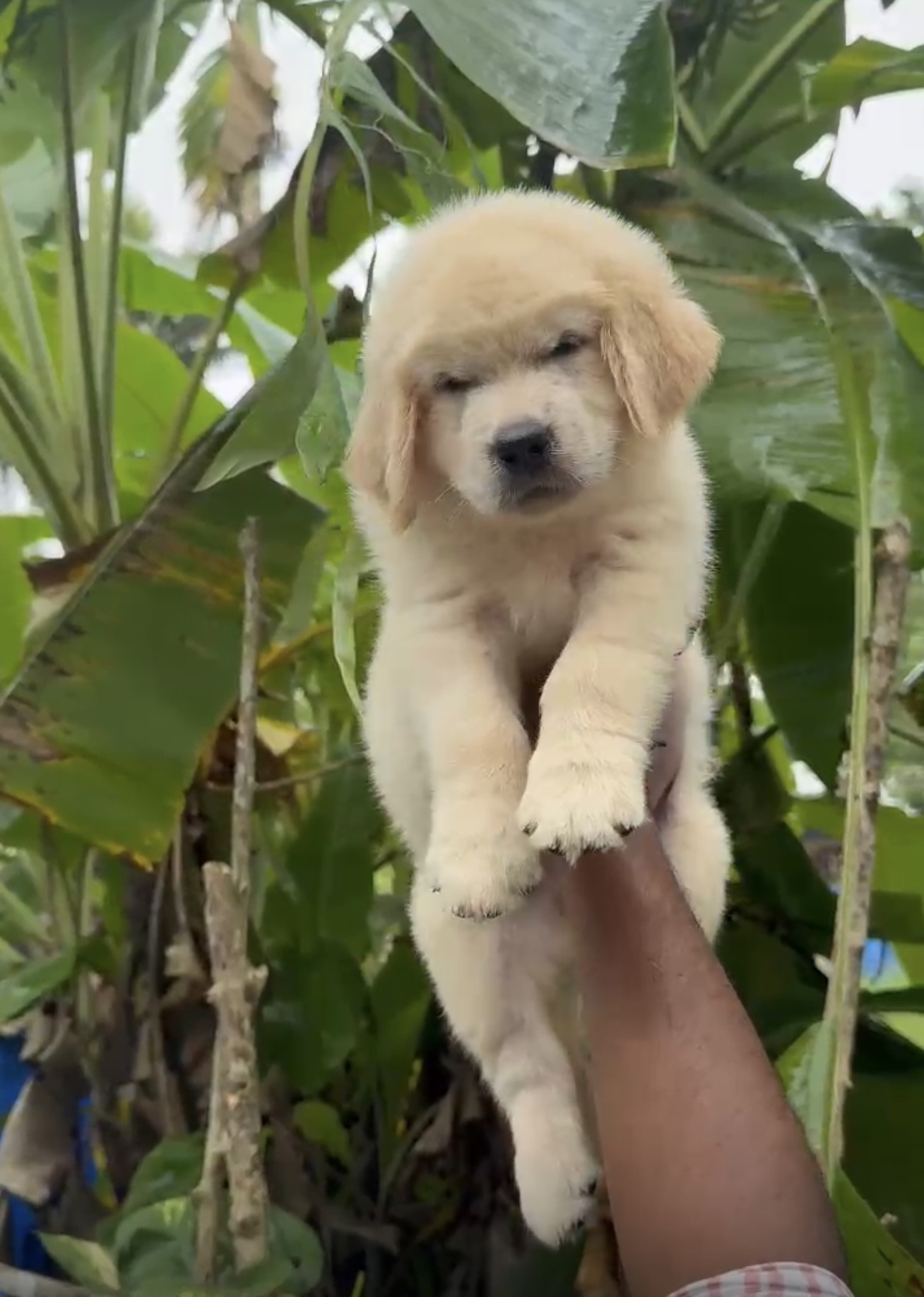 GOLDEN RETRIEVER