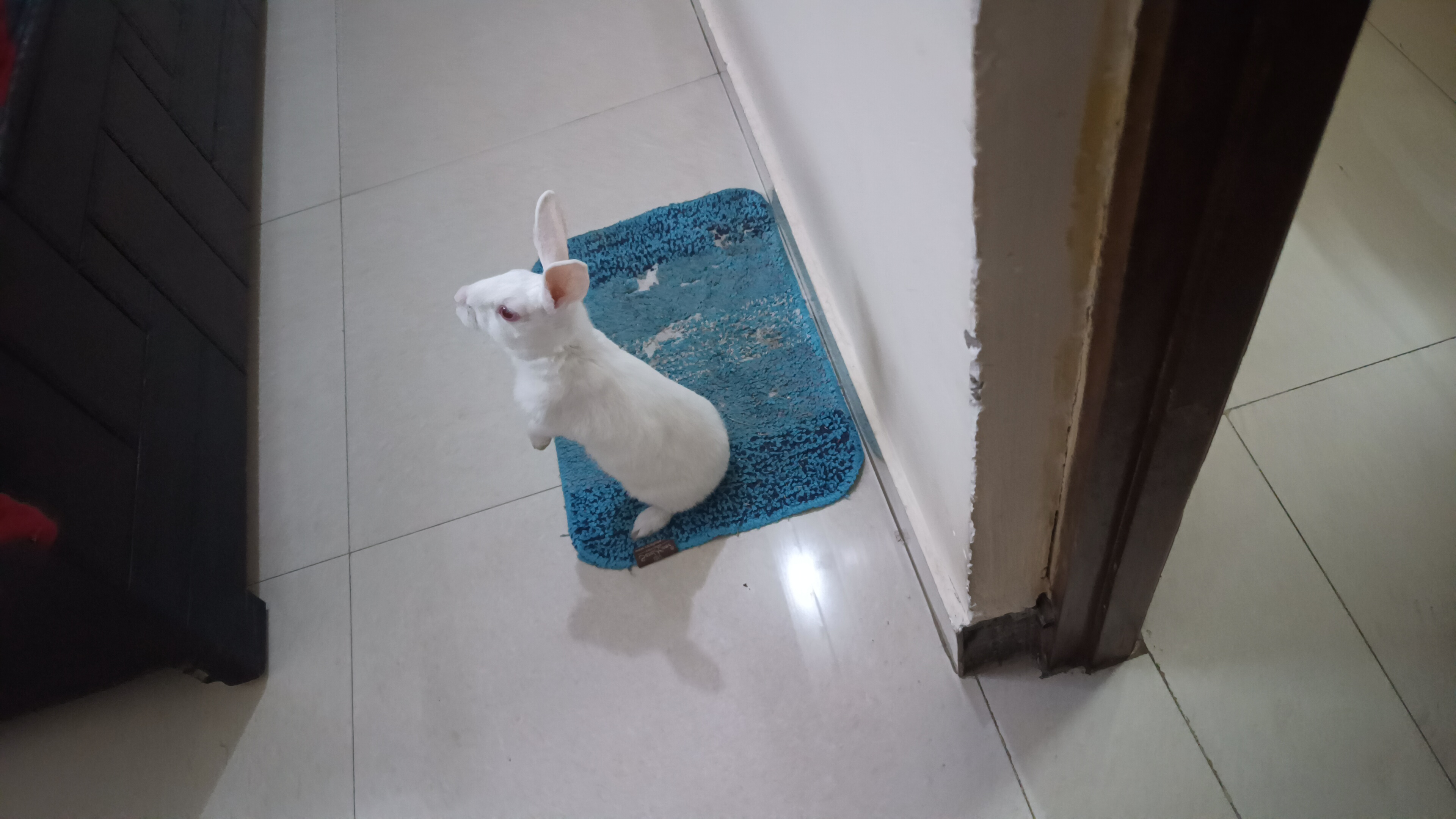 Rabbit