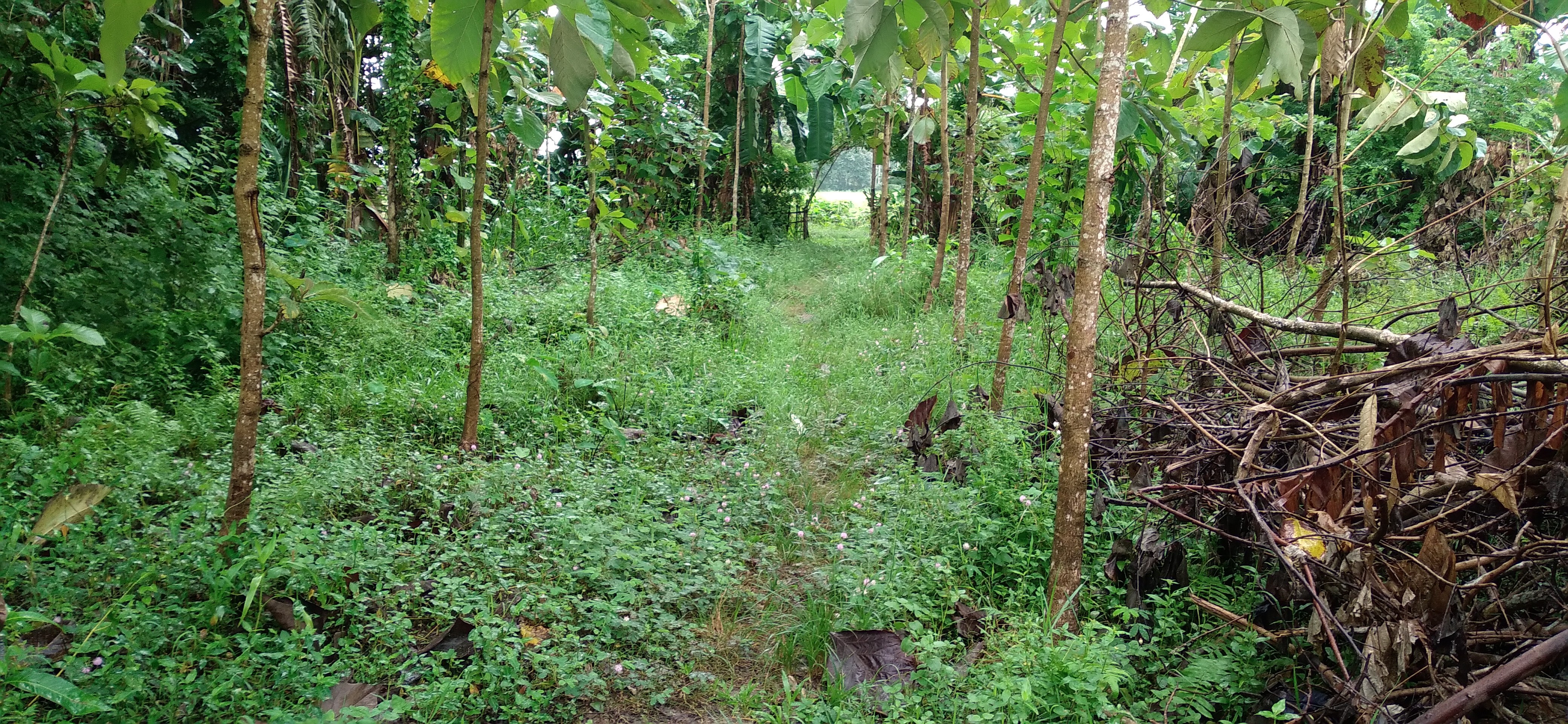 Land for sale