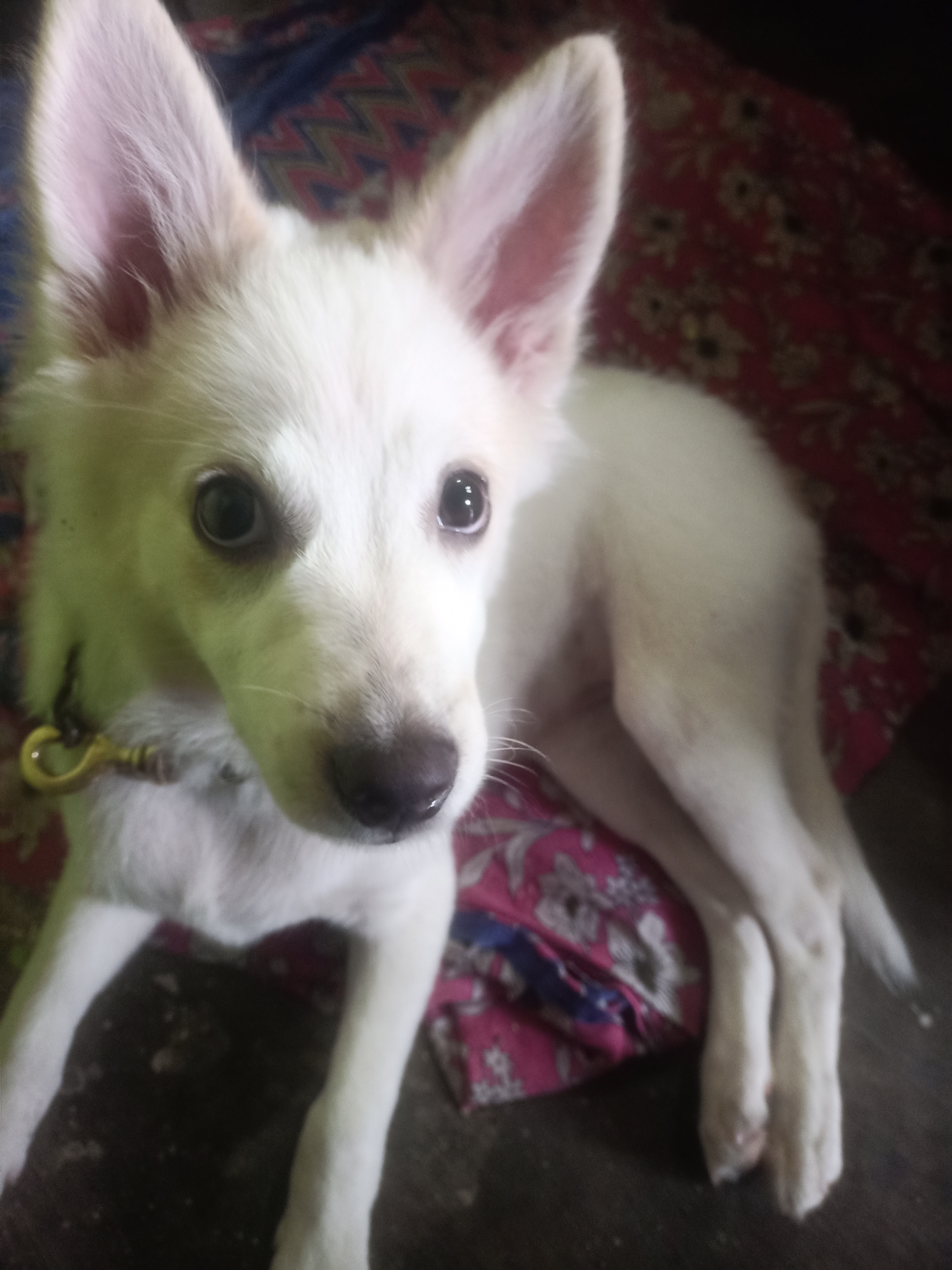 Indian spitz
