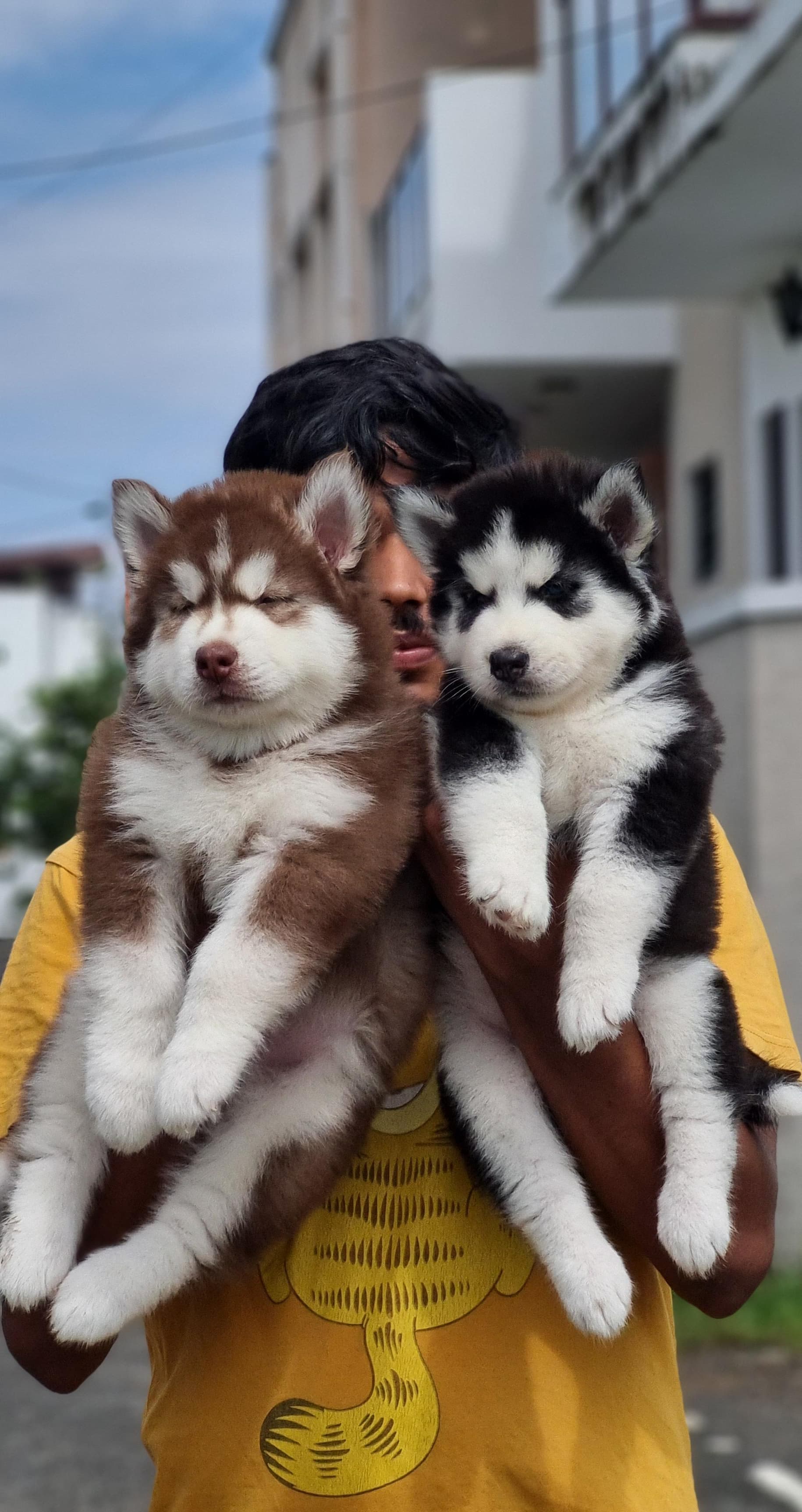 Husky