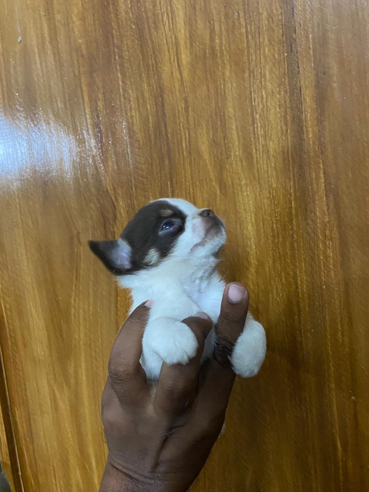 Chihuahua