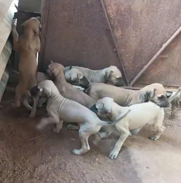 Chippiparai breed