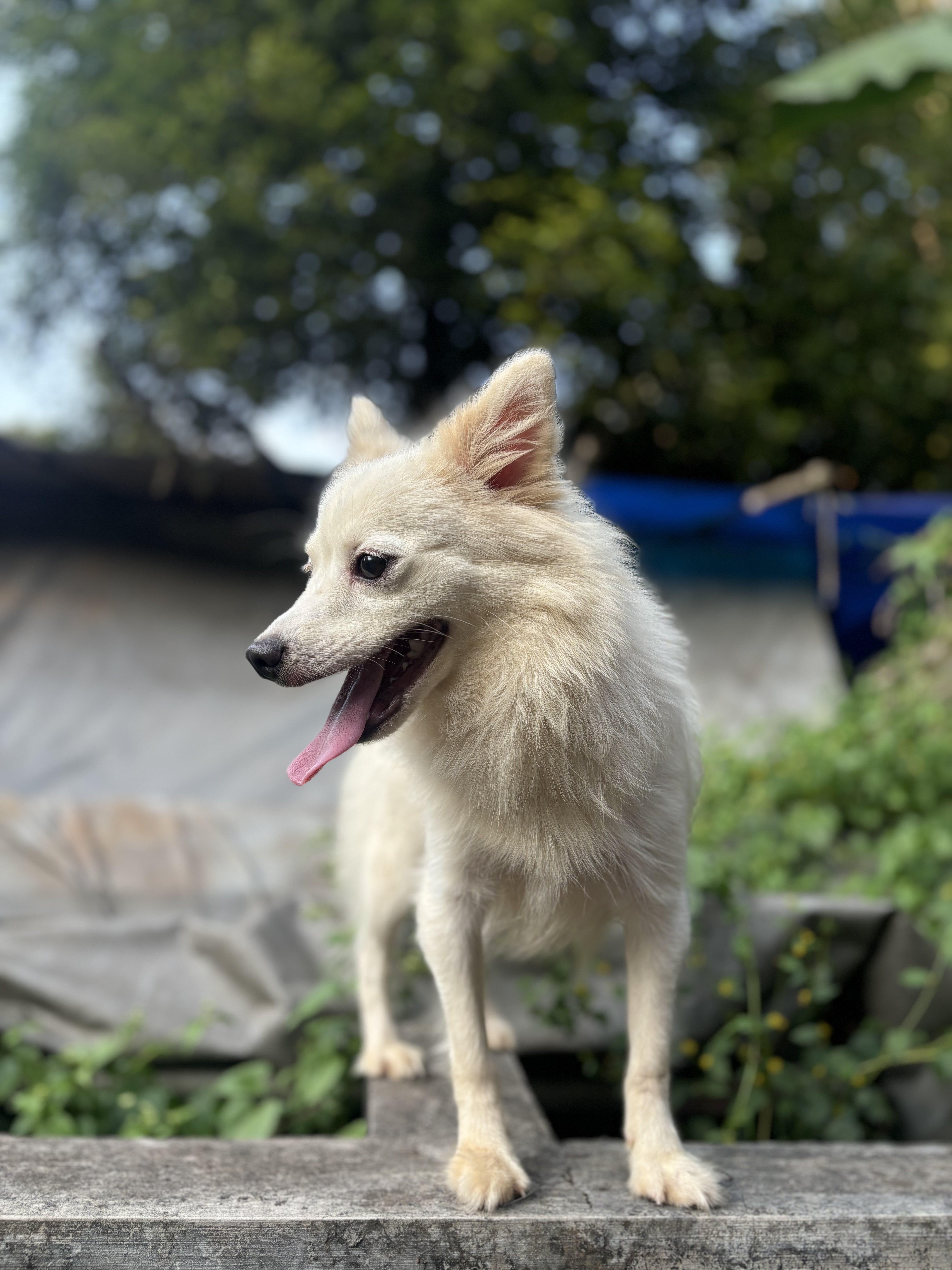 Pomeranian Dog