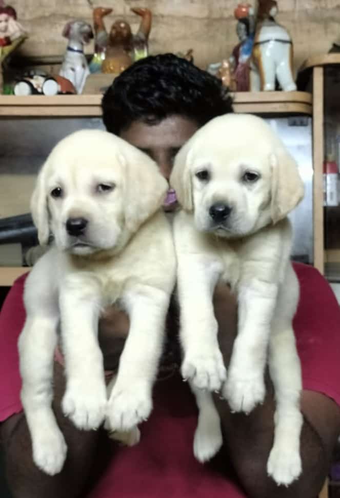 Lab