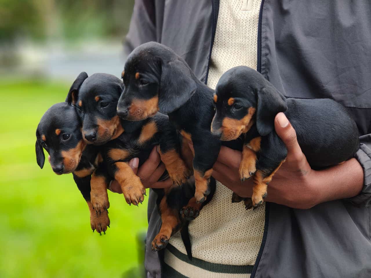 Dashund