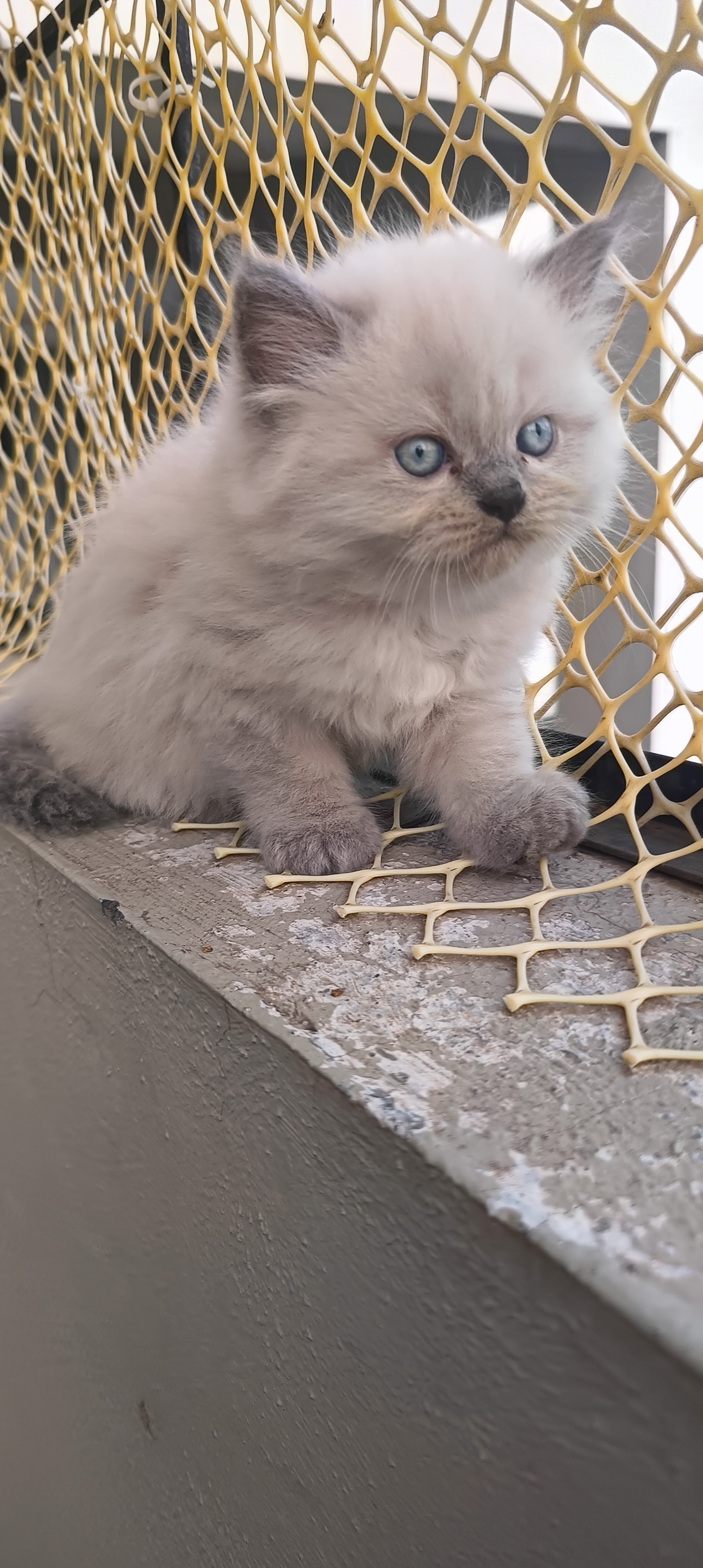 Kitten 2 month old