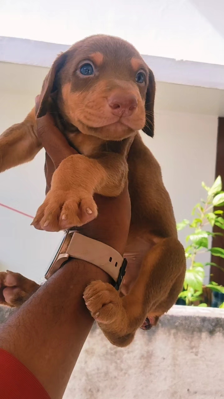 Doberman puppies available  call 6282260887