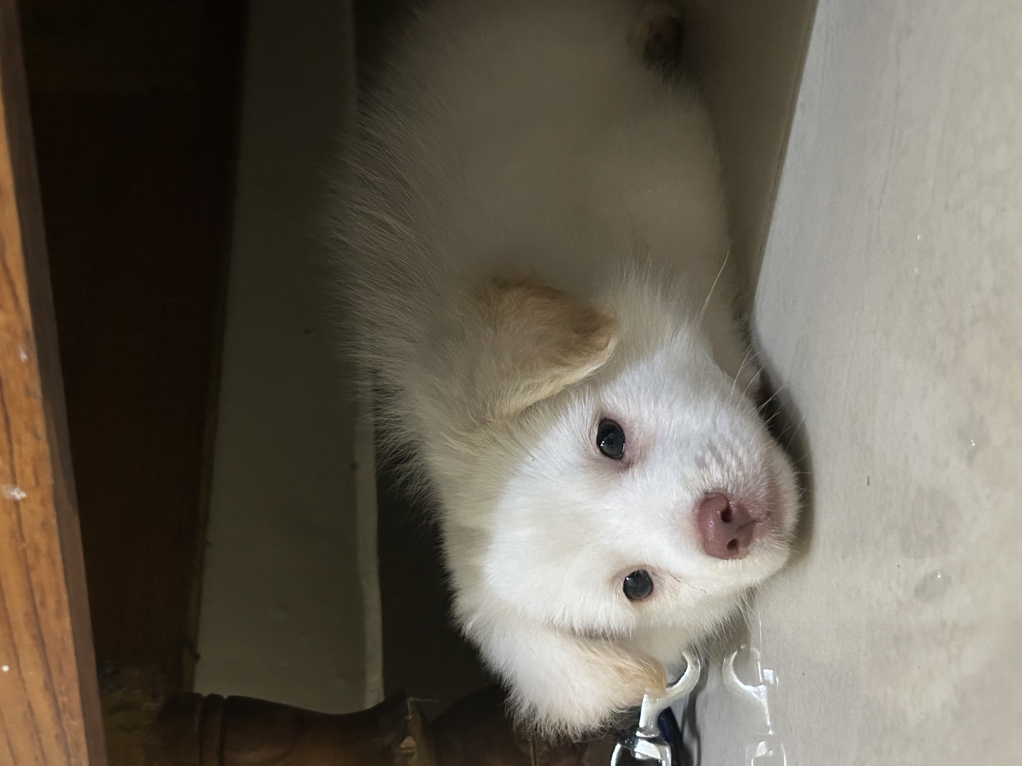 Bruno, Pomeranian