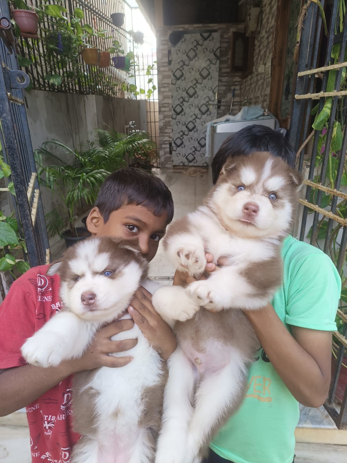 Purebred Husky Puppies with Stunning Blue Eyes – 45 Days Old