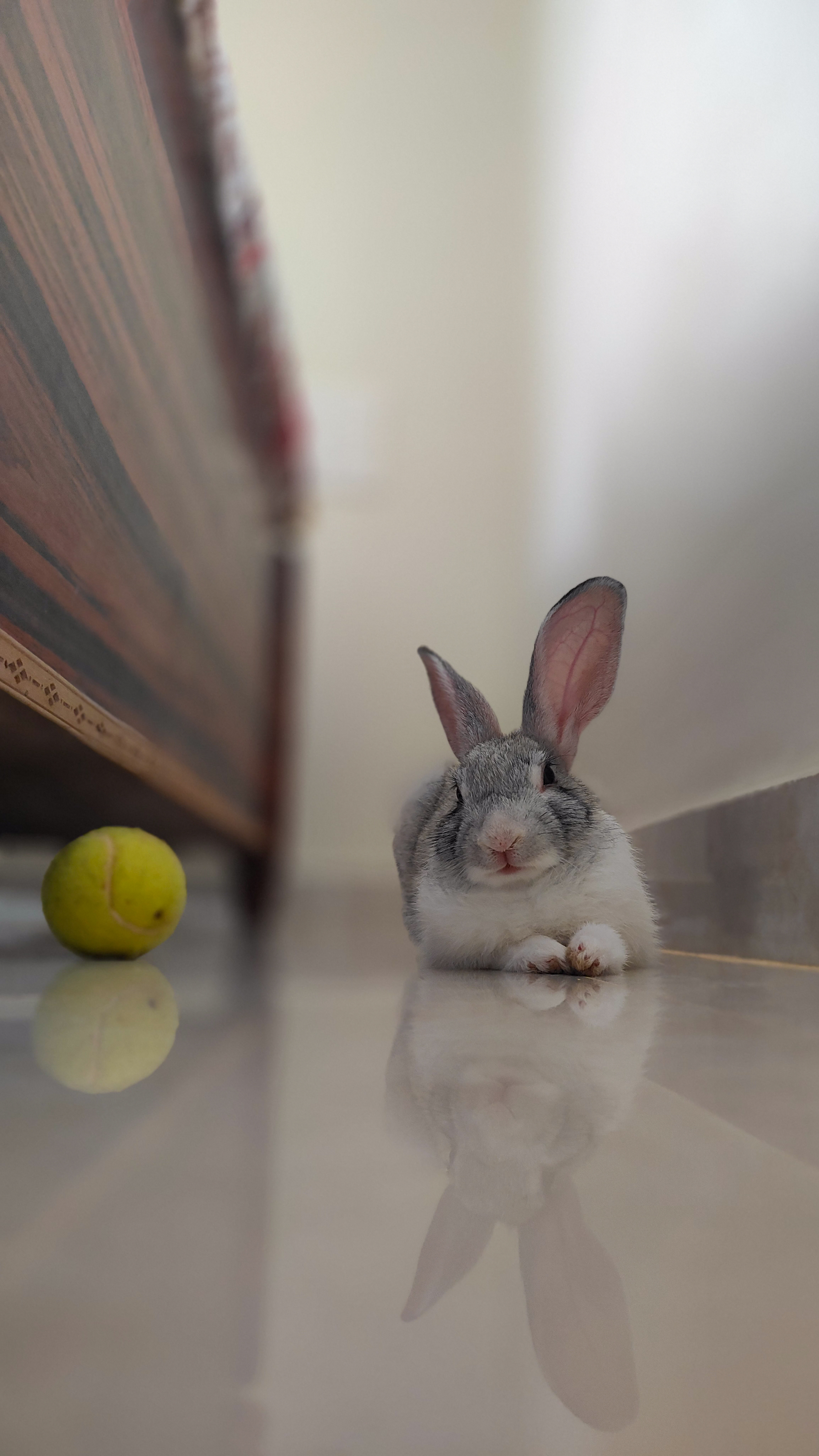 RABBIT
