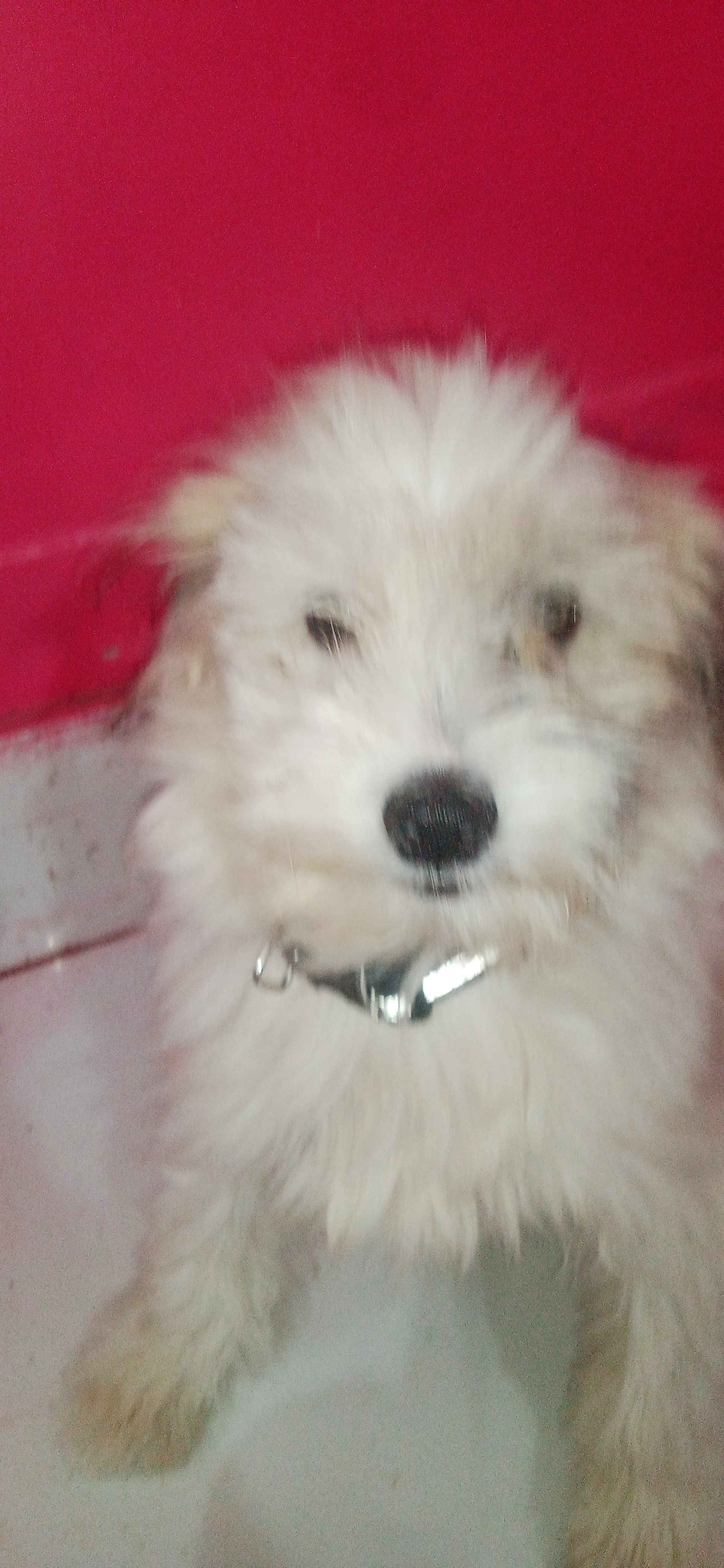 ilasha best dog