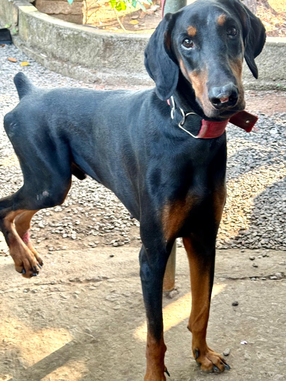Doberman