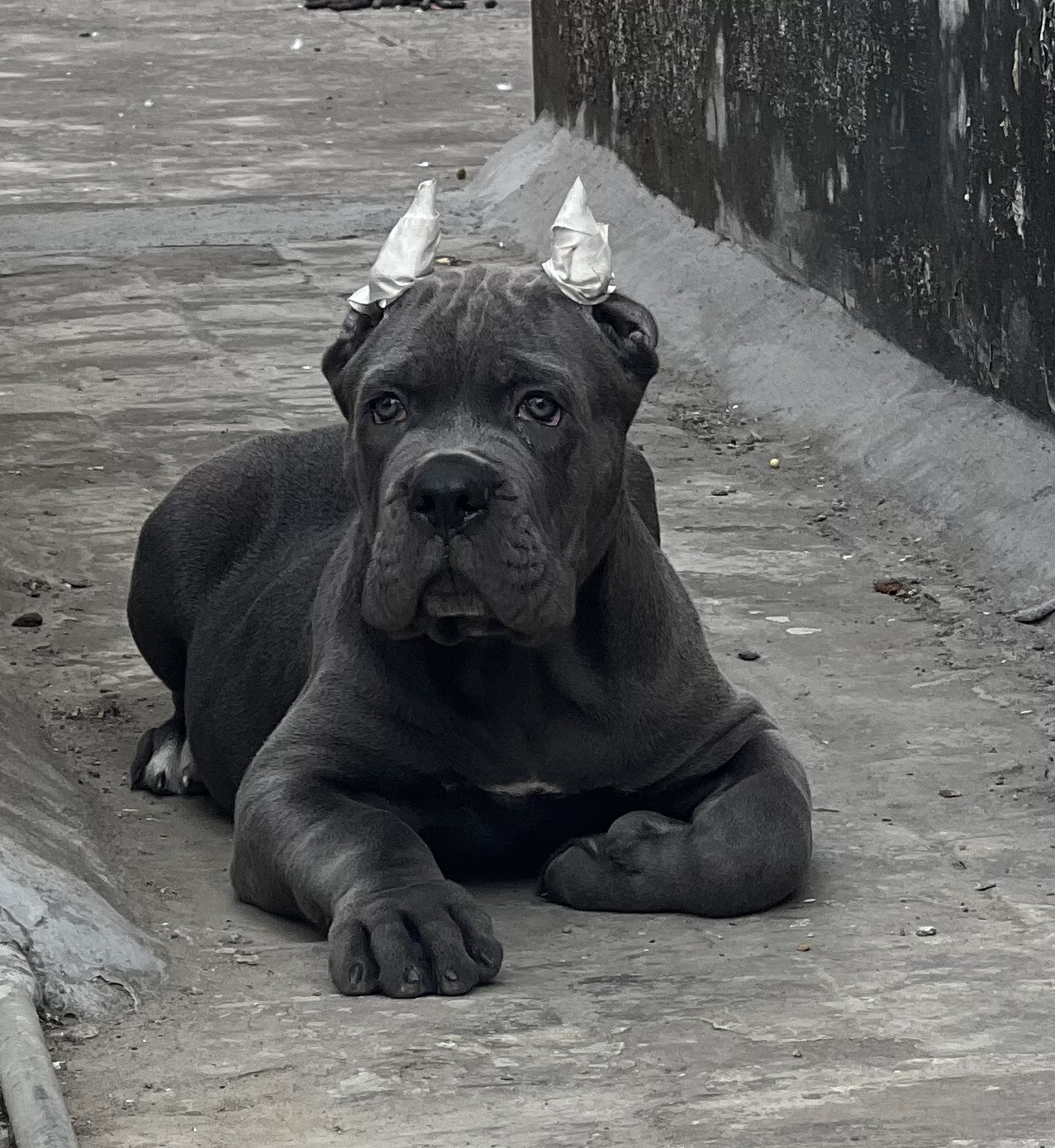 Dog Breeder