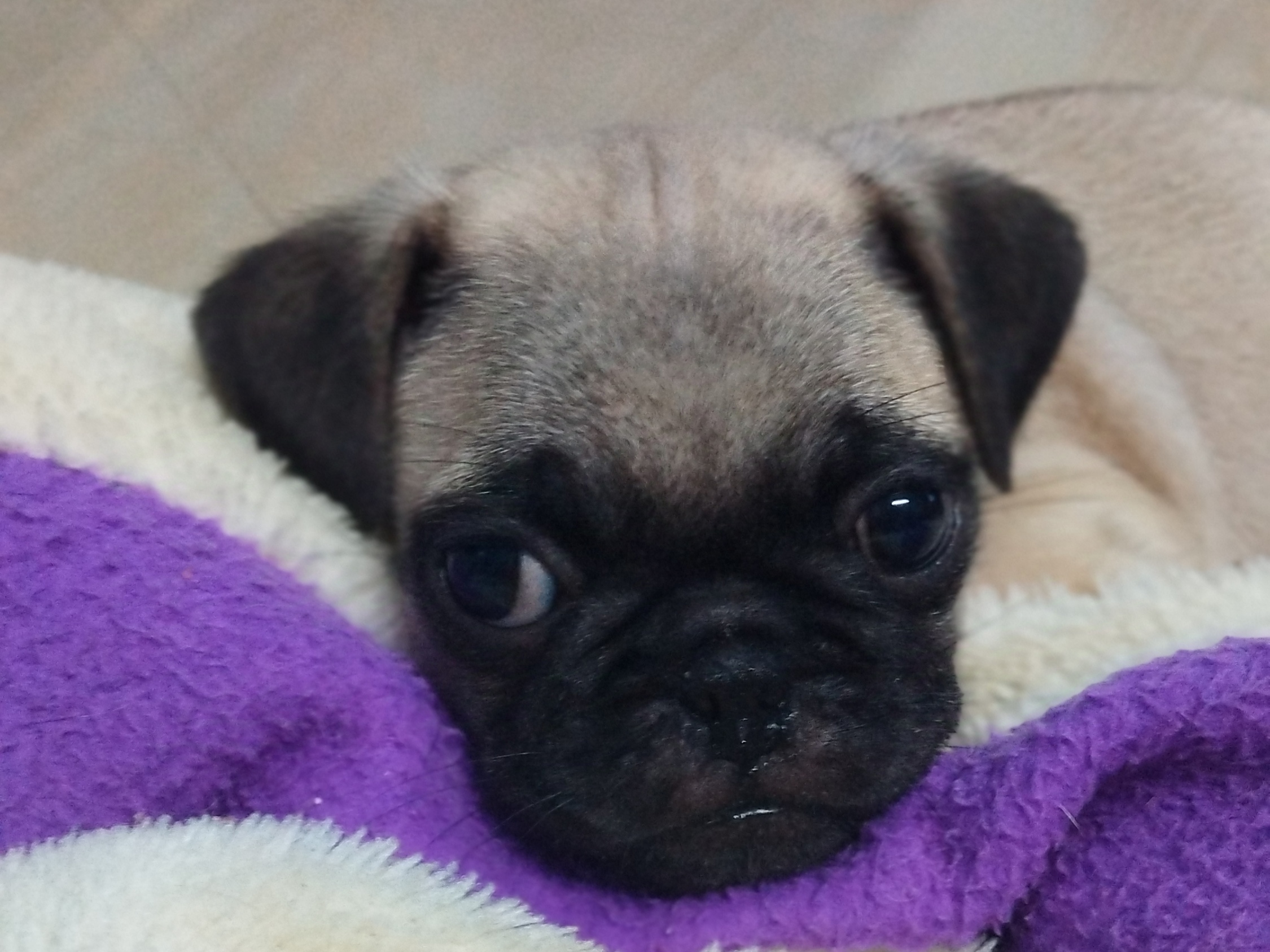 Pug puppies