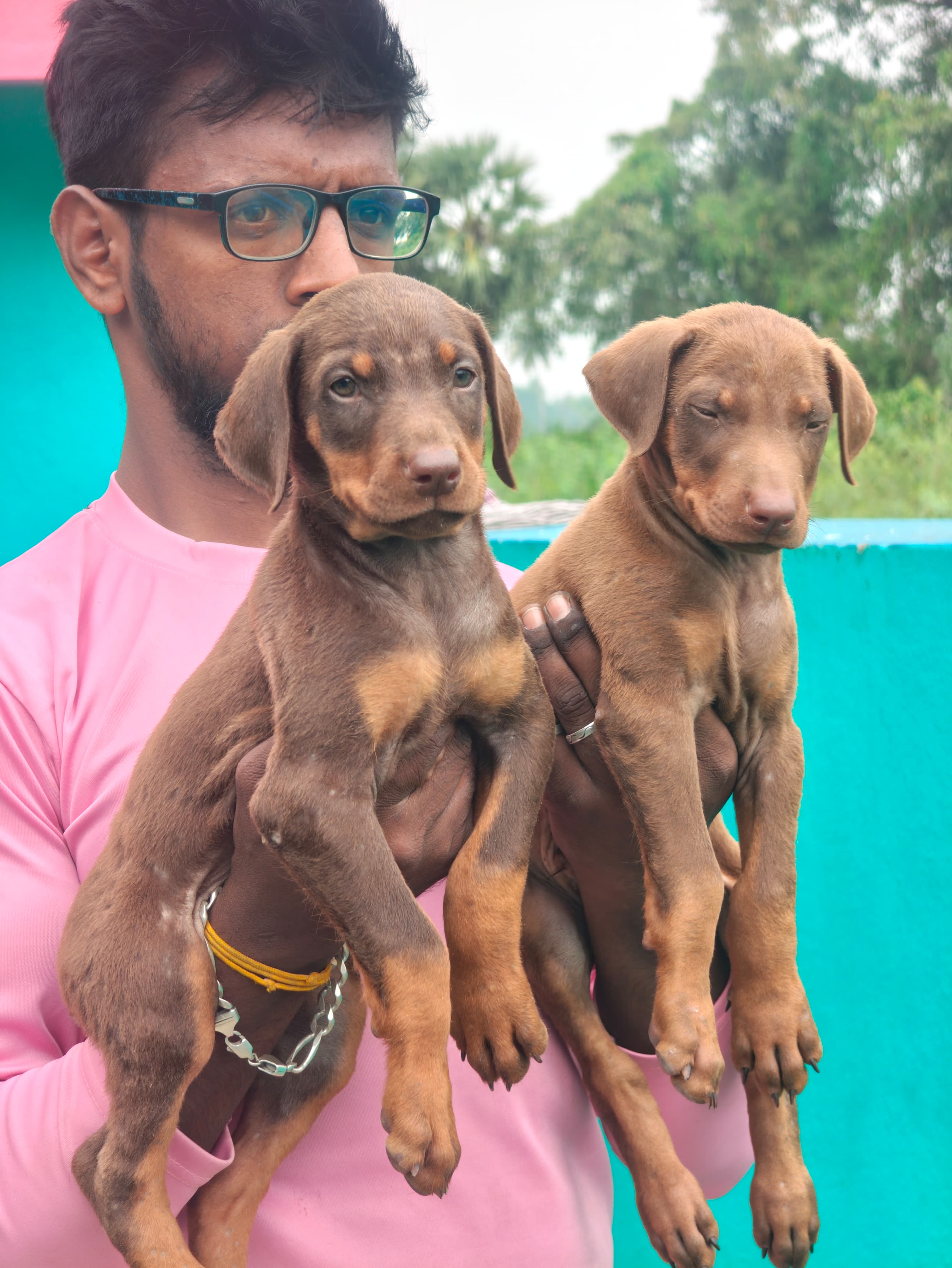Doberman
