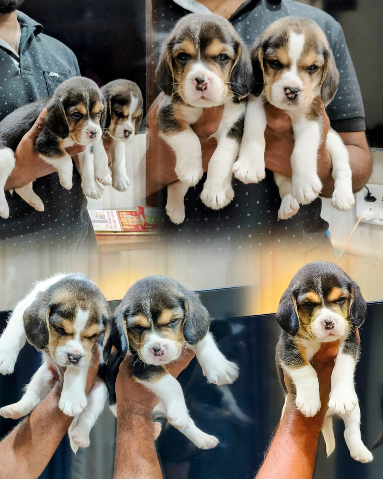 Beagle