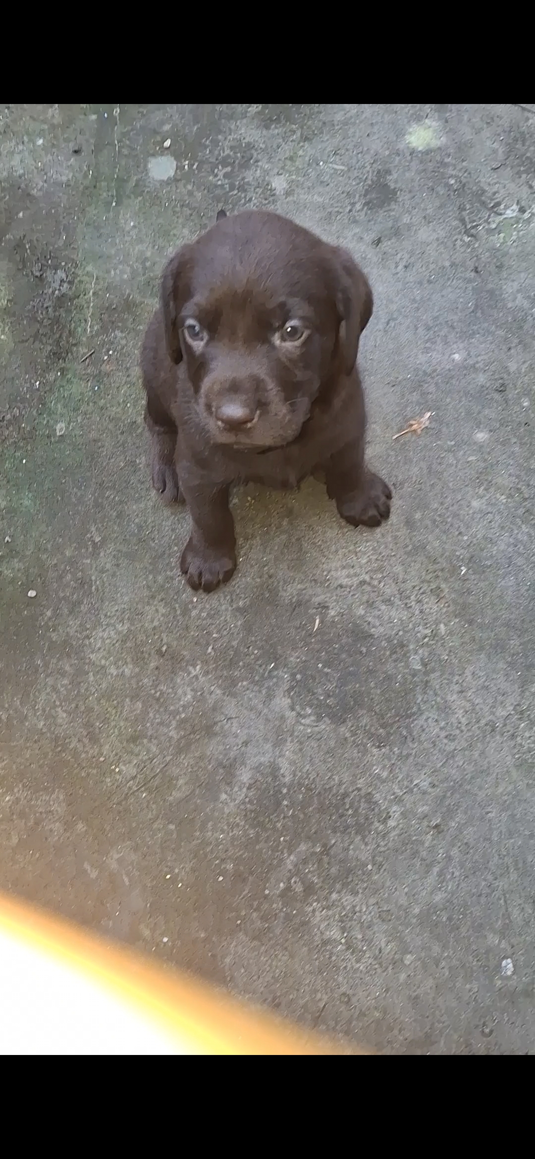 Lab male