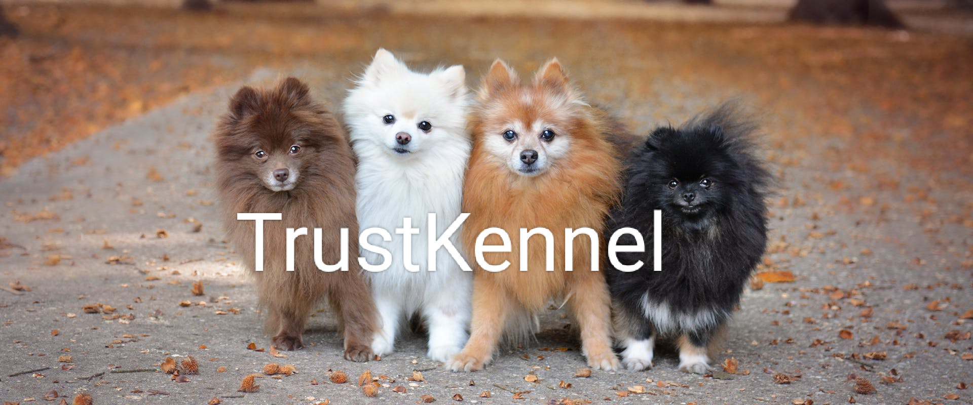 Trust Kennel Pom Pups For Sale Delhi