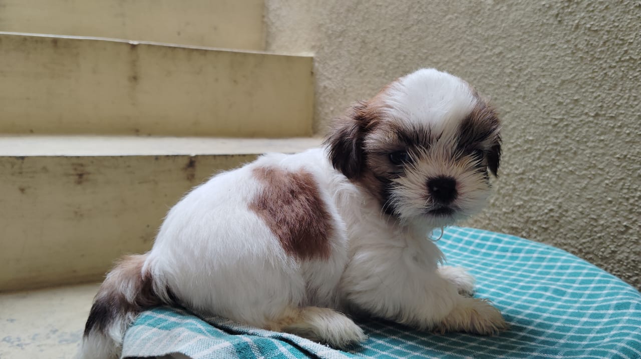 Sitzu puppy's