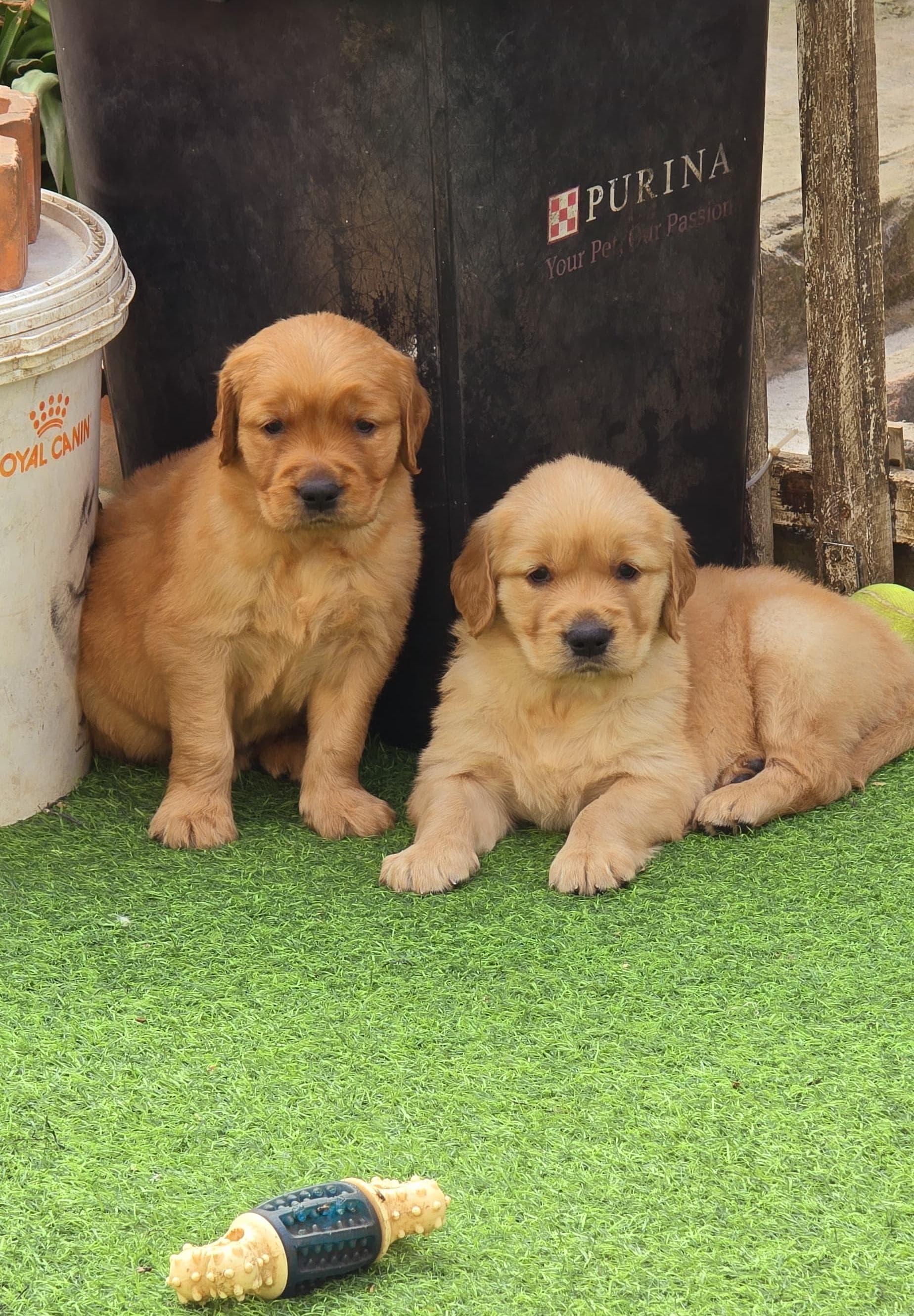 Golden retriever puppies