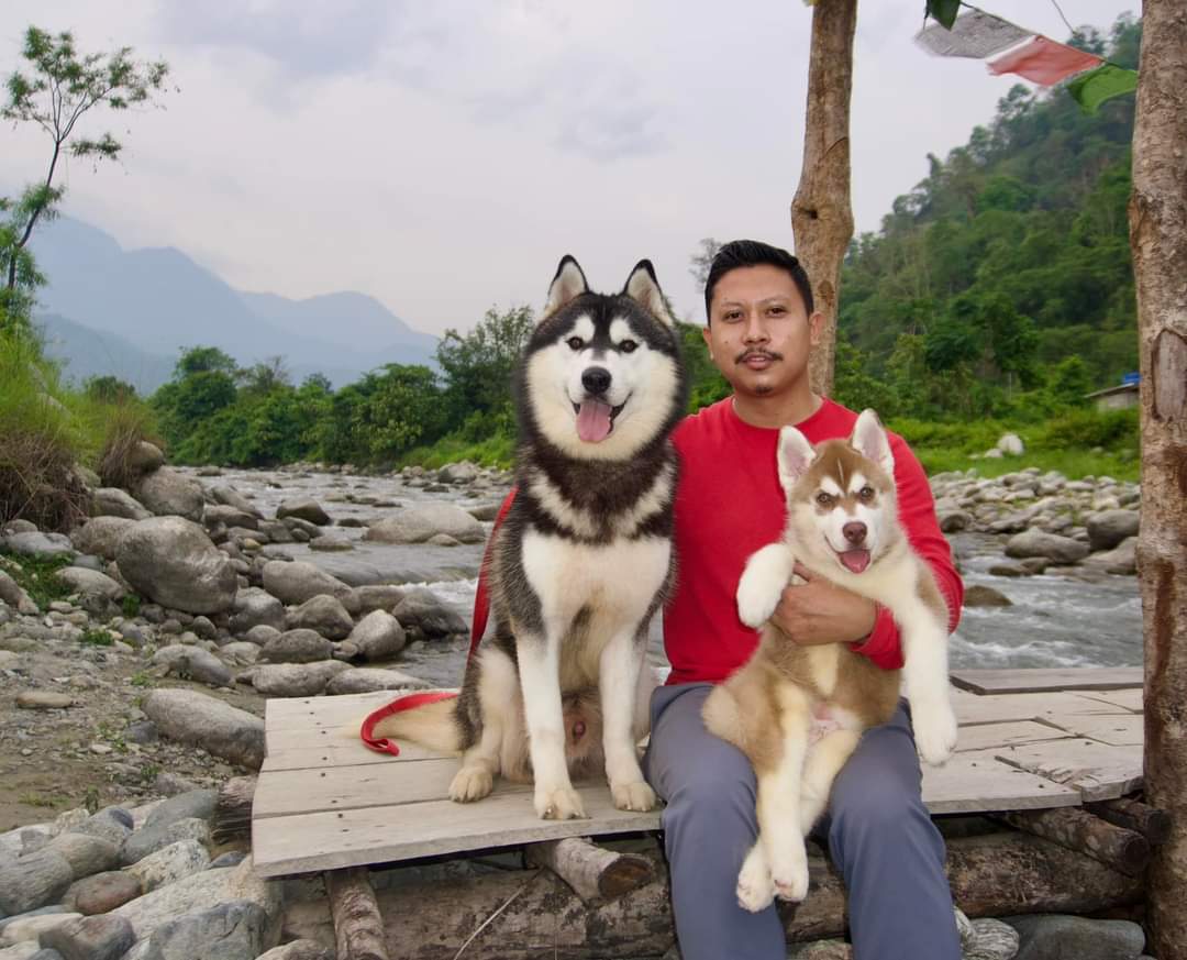 Husky puppies