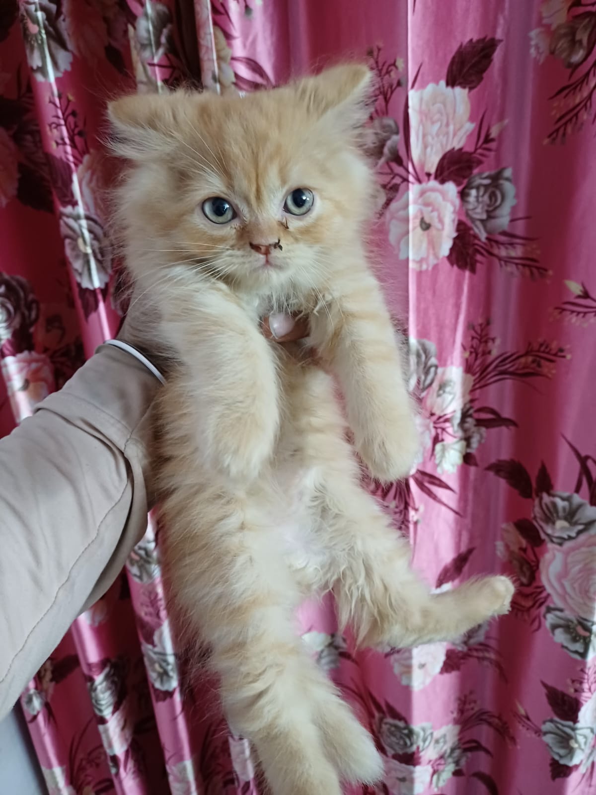 Trust Kennel Persian kittens Available Here