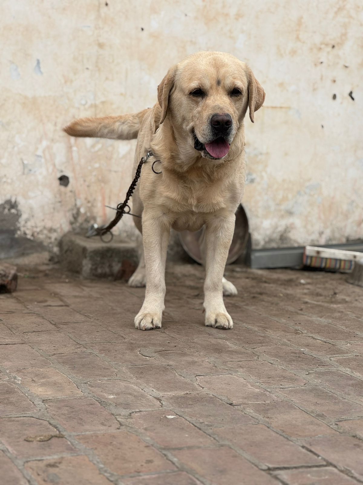 Trust Kennel Labrador Pups For Sale