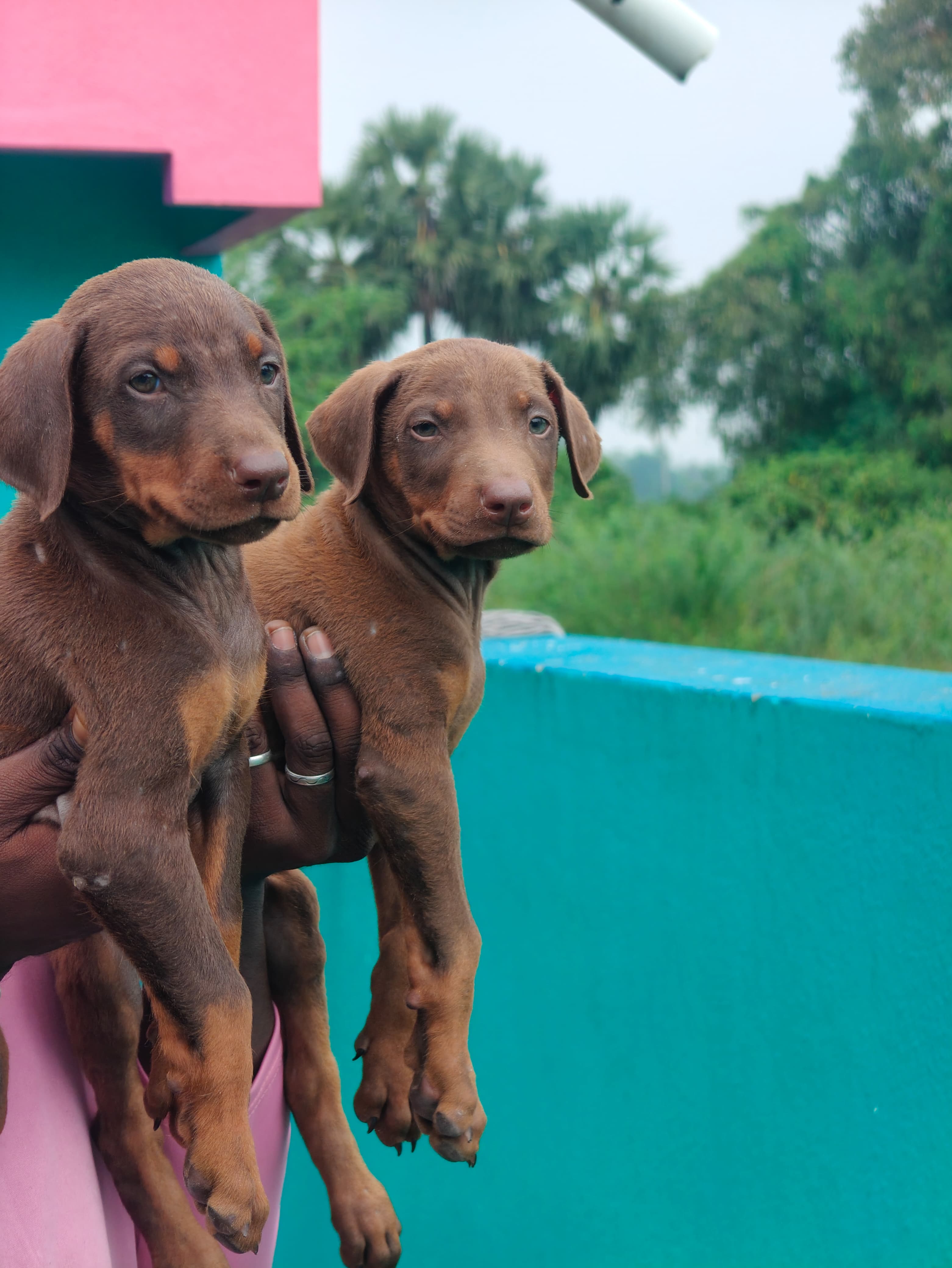 Doberman