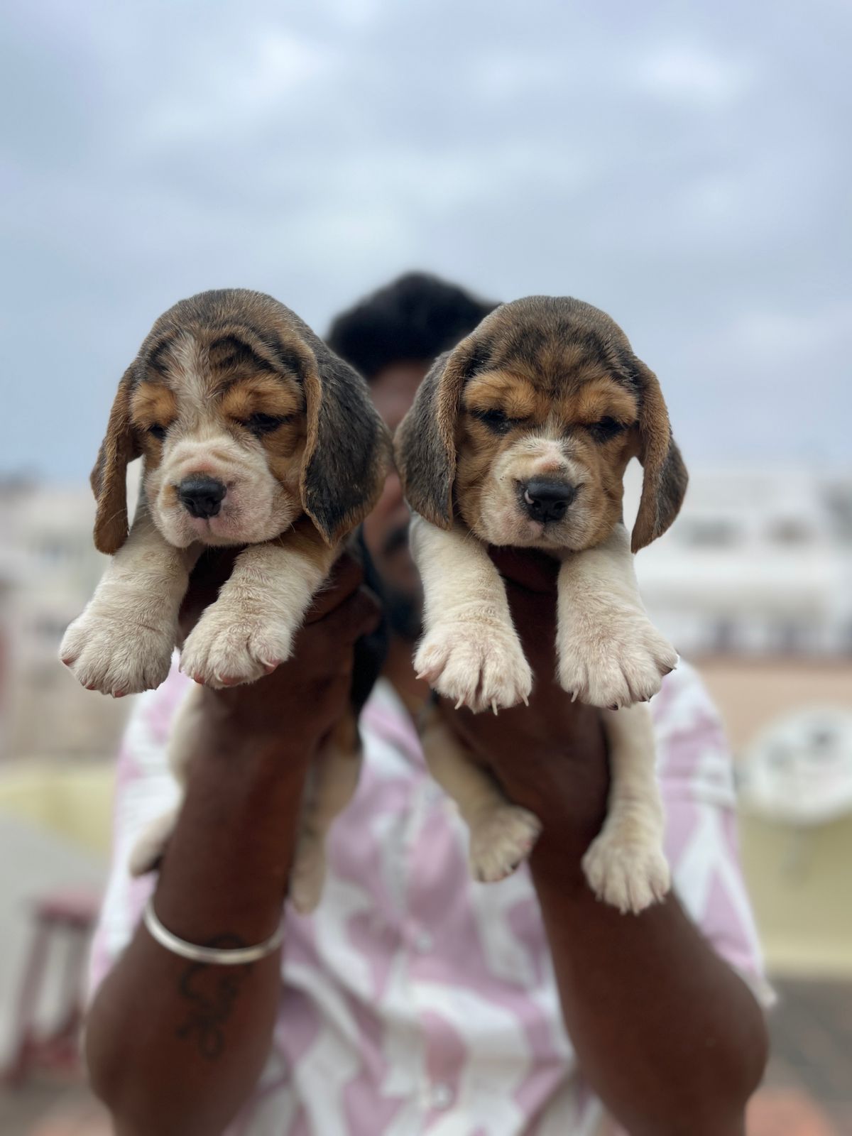 Beagle