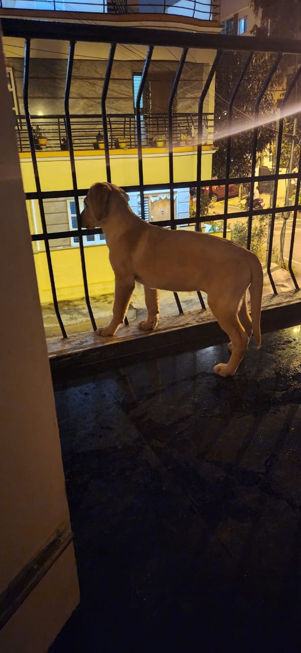 4 months Labrador