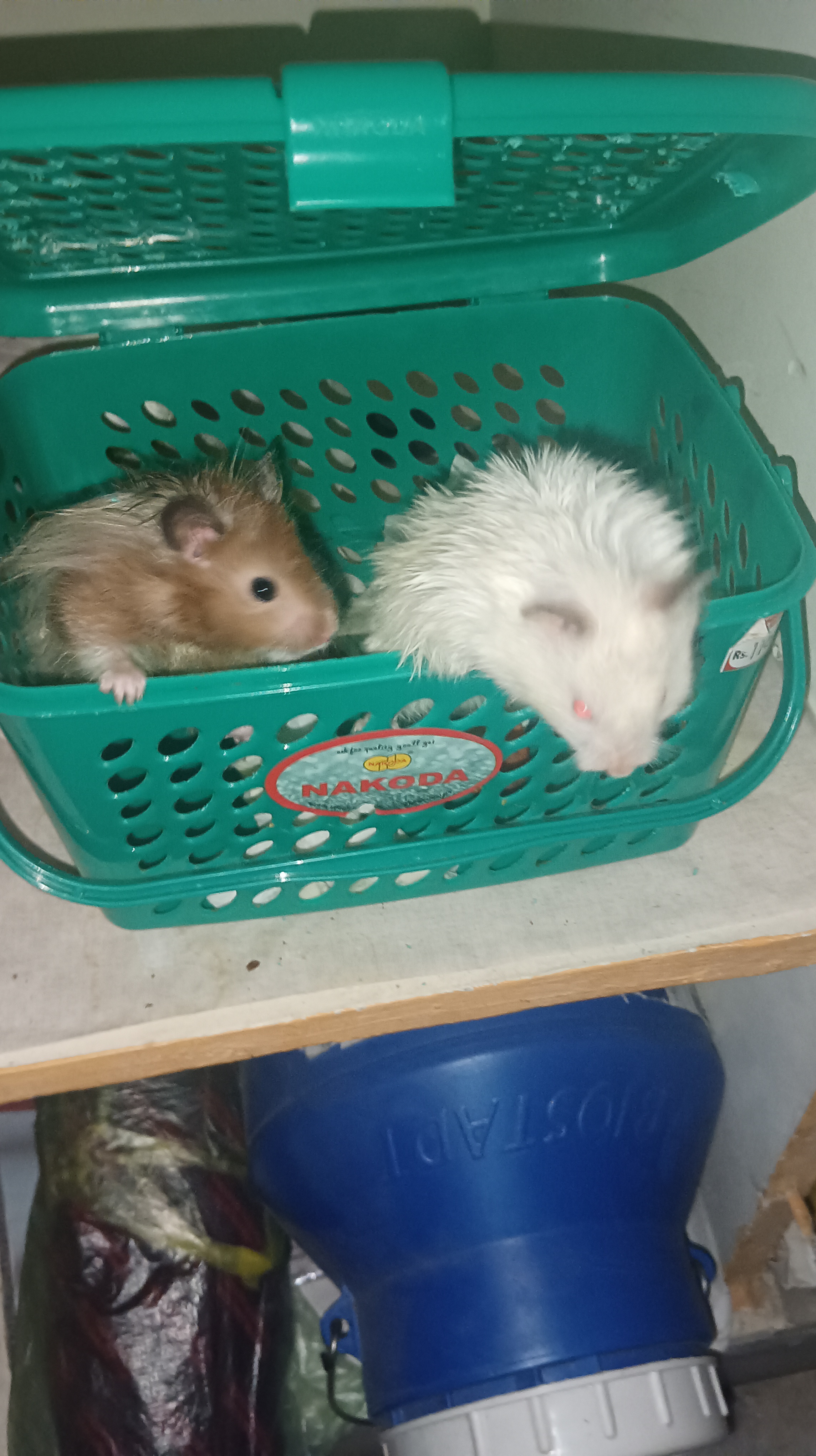 Serien hamsters