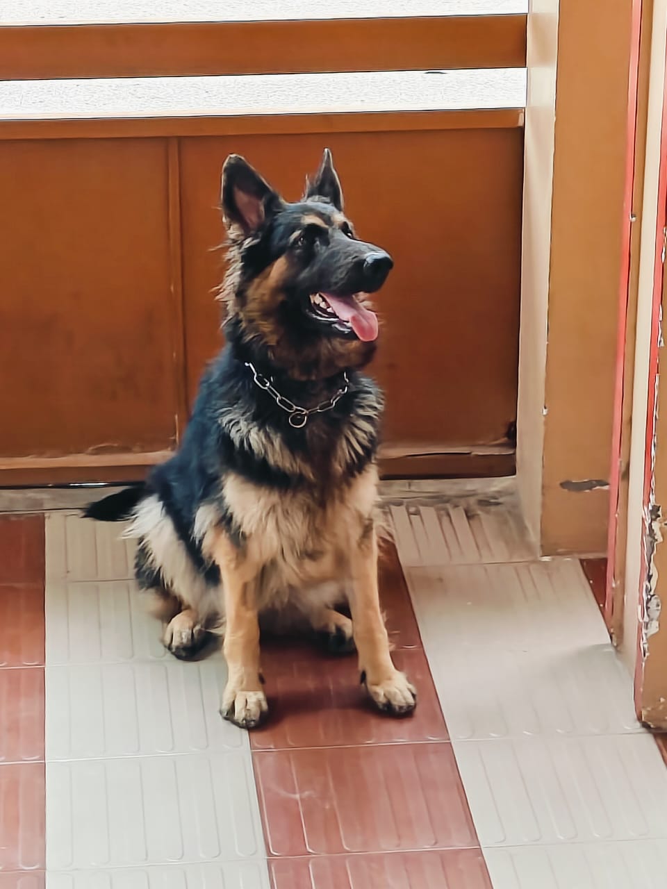 German shepherd dog