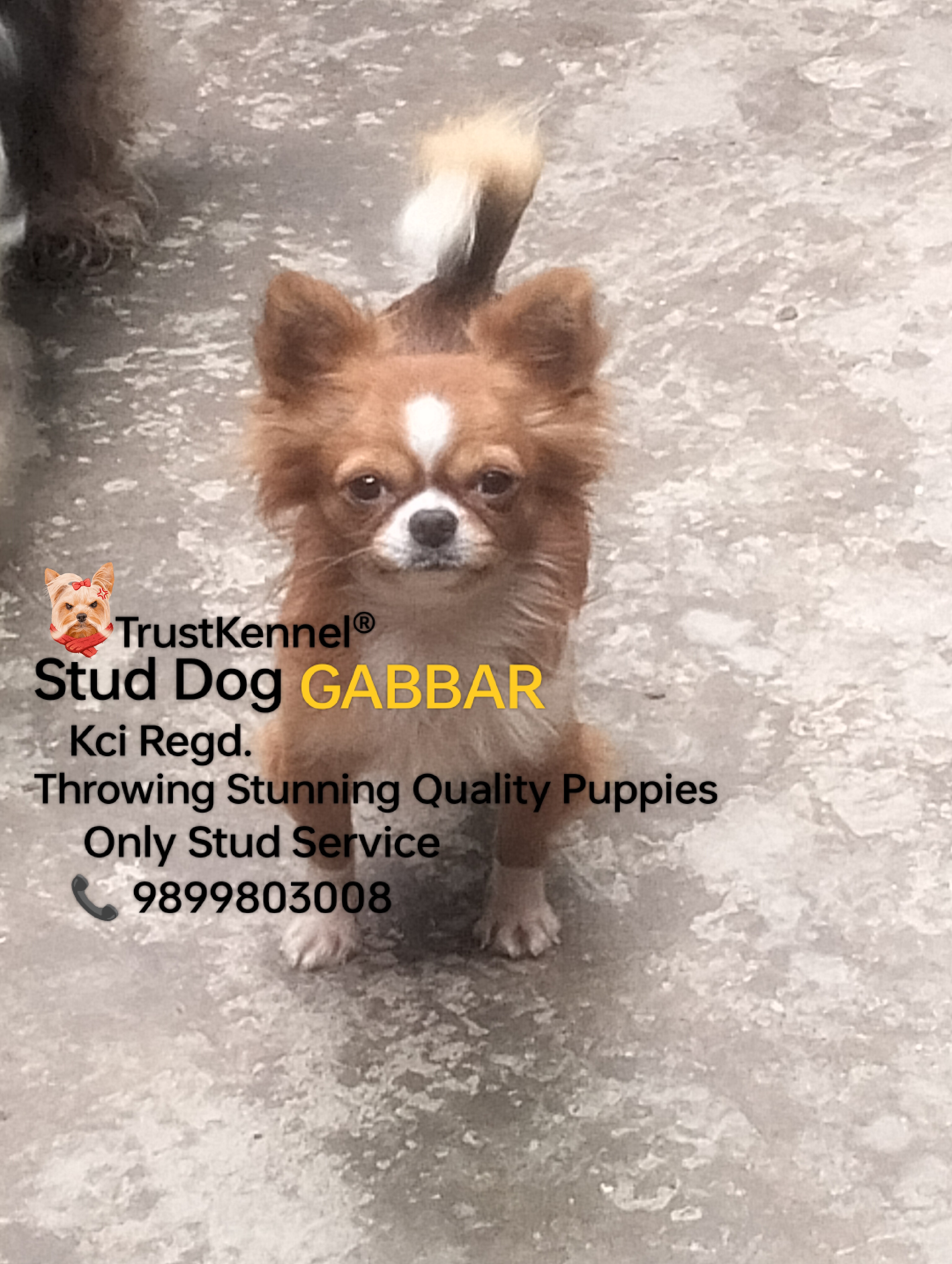 Trust Kennel Chihuahua Puppies For Sale Delhi