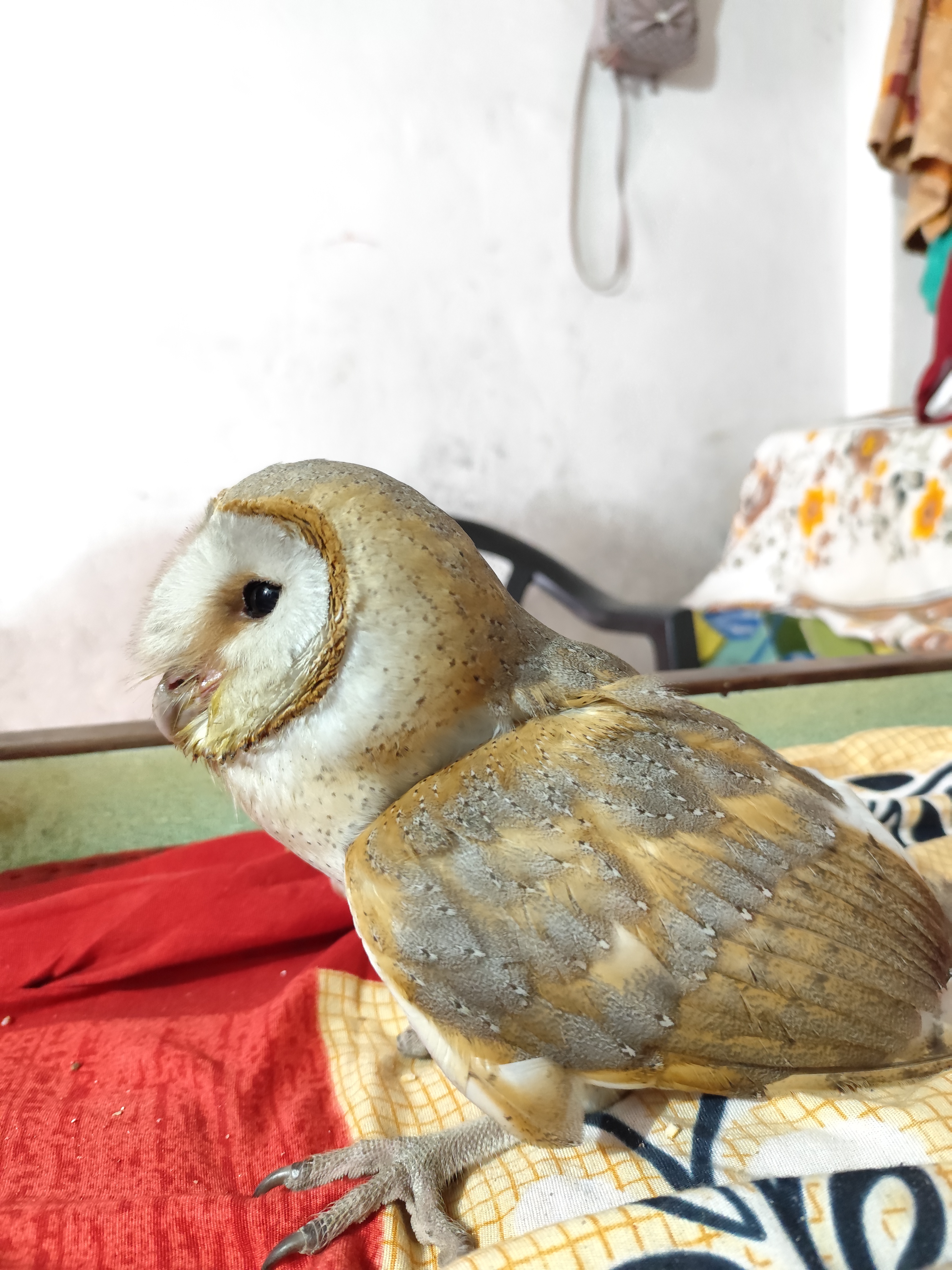 Barn Owl - NDOW
