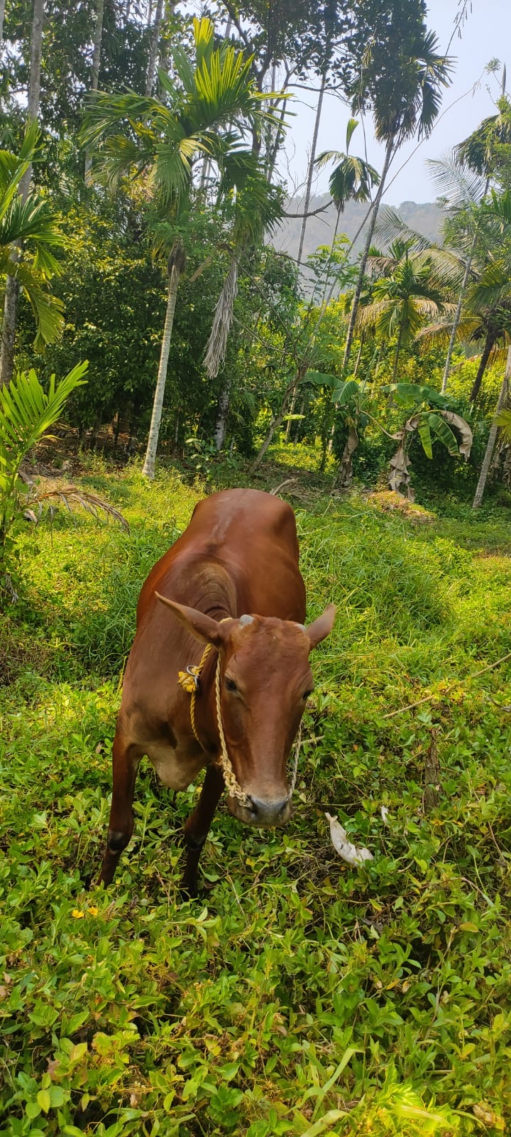 1 Vechur Female with male calf and 1 cross female cow
