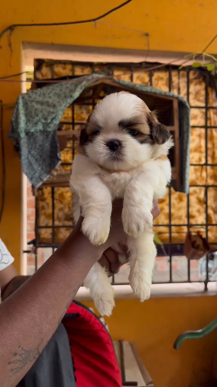 Dogs -Pupps