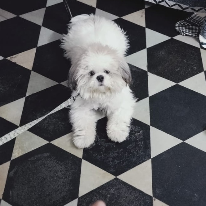Puppy