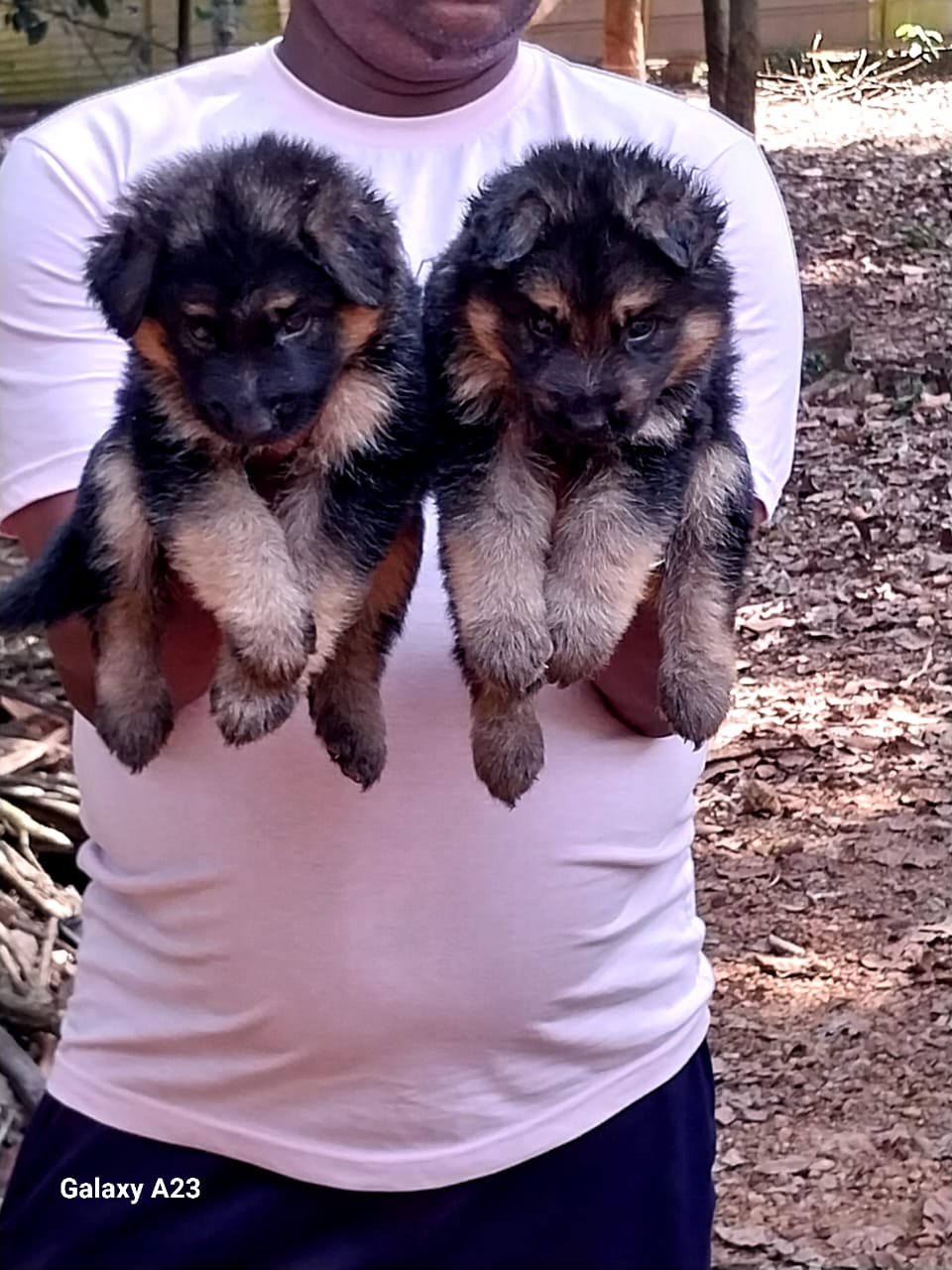 German shepherd